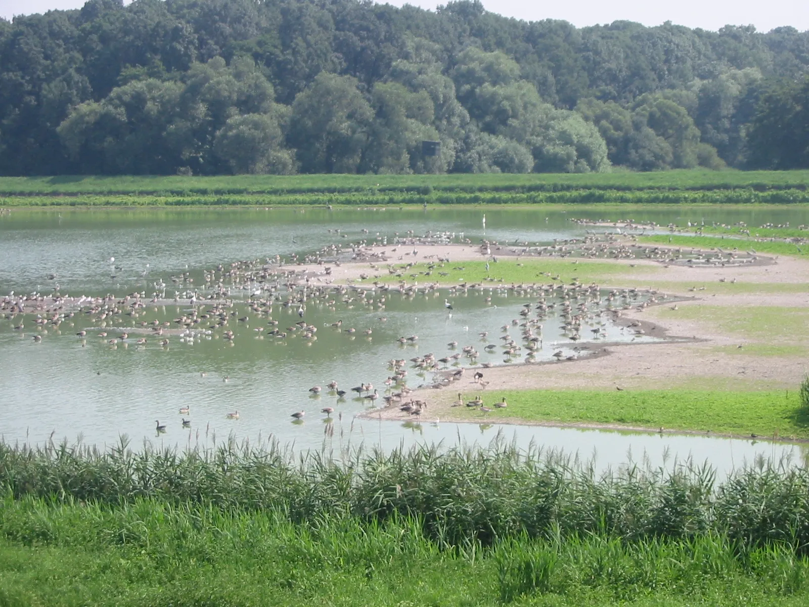 Afbeelding van Hohenau