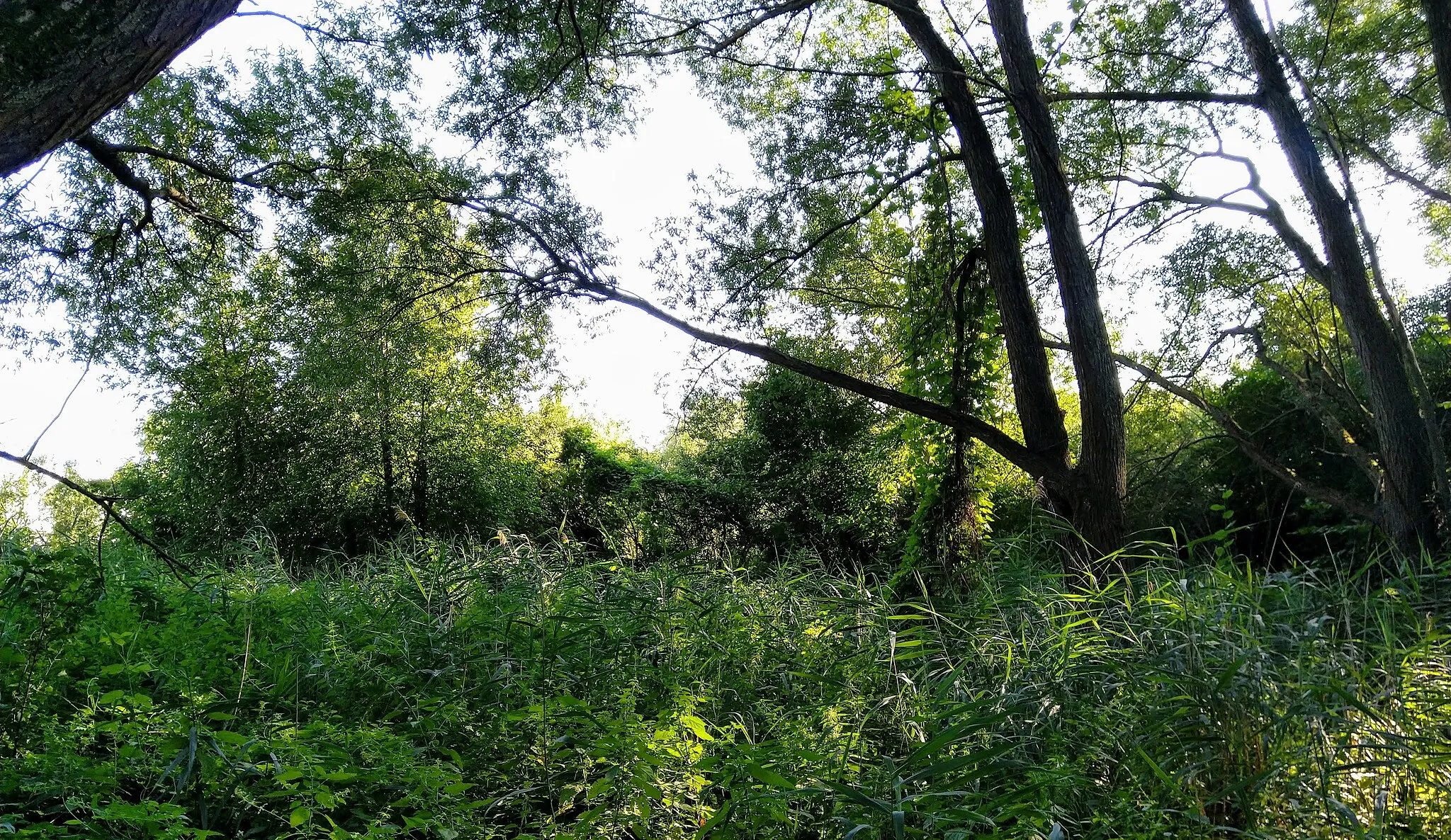 Photo showing: This media shows the natural monument in Lower Austria  with the ID P-019.