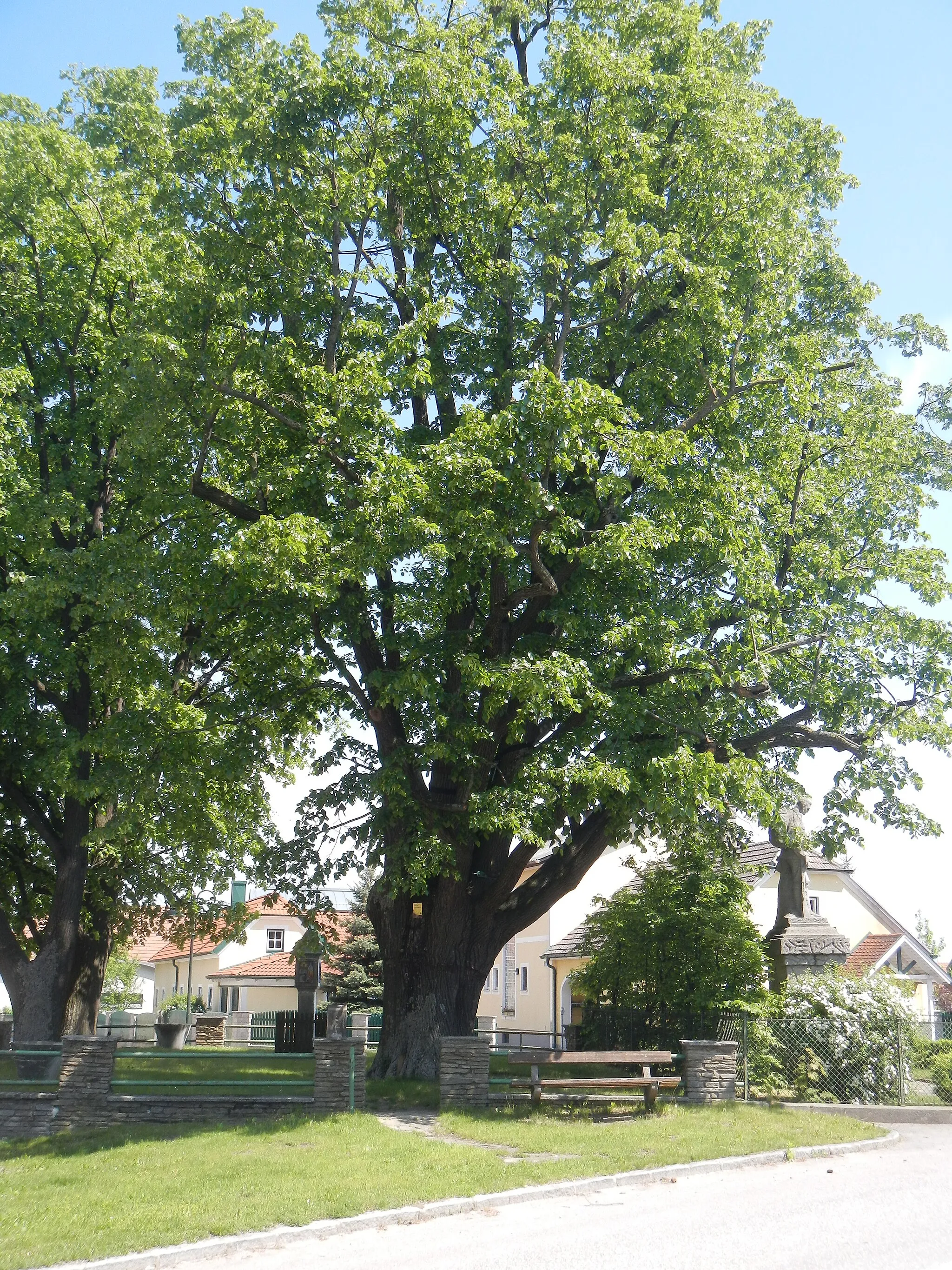 Photo showing: This media shows the natural monument in Lower Austria  with the ID P-005.