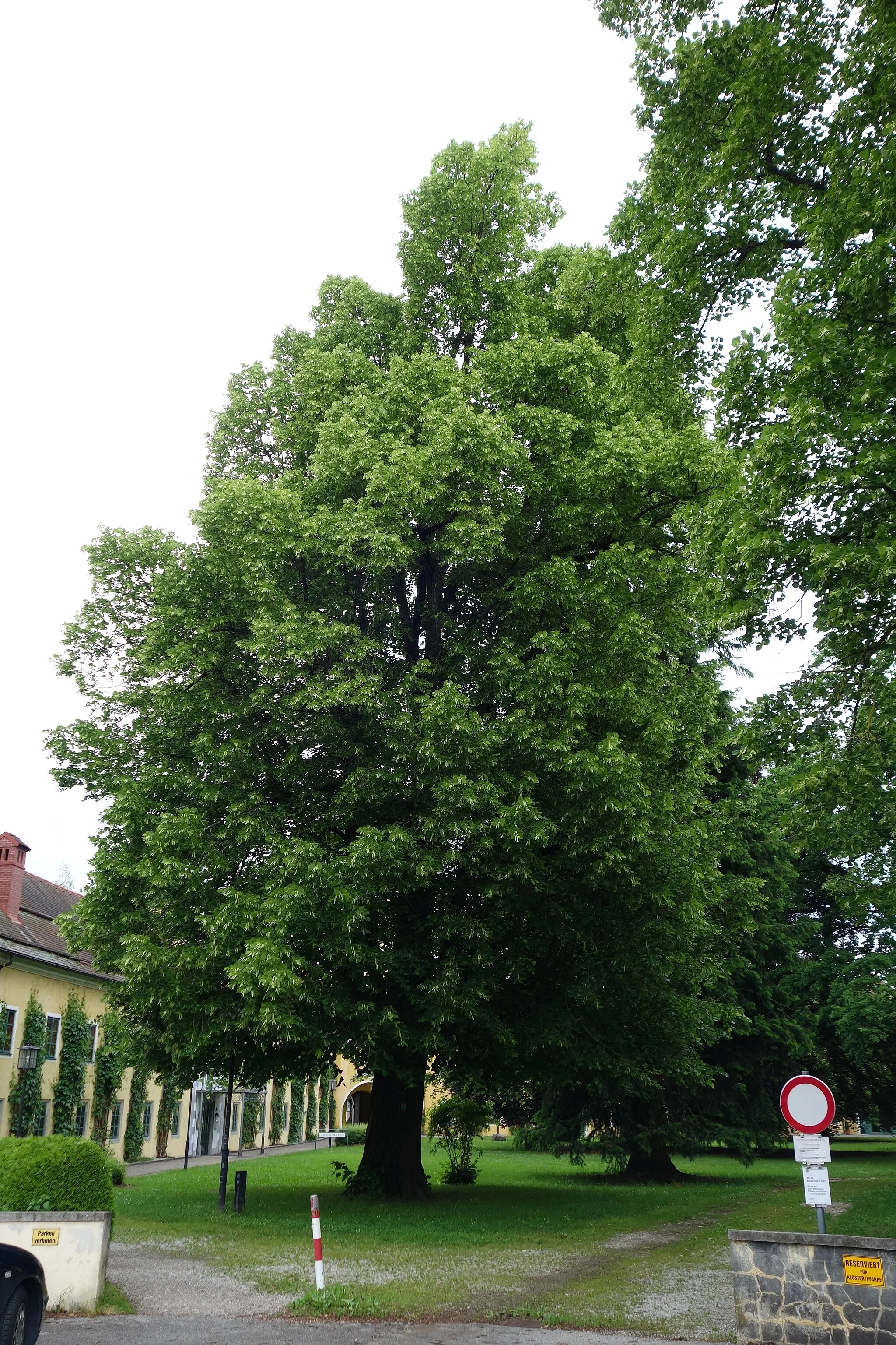 Photo showing: This media shows the natural monument in Upper Austria  with the ID nd388.