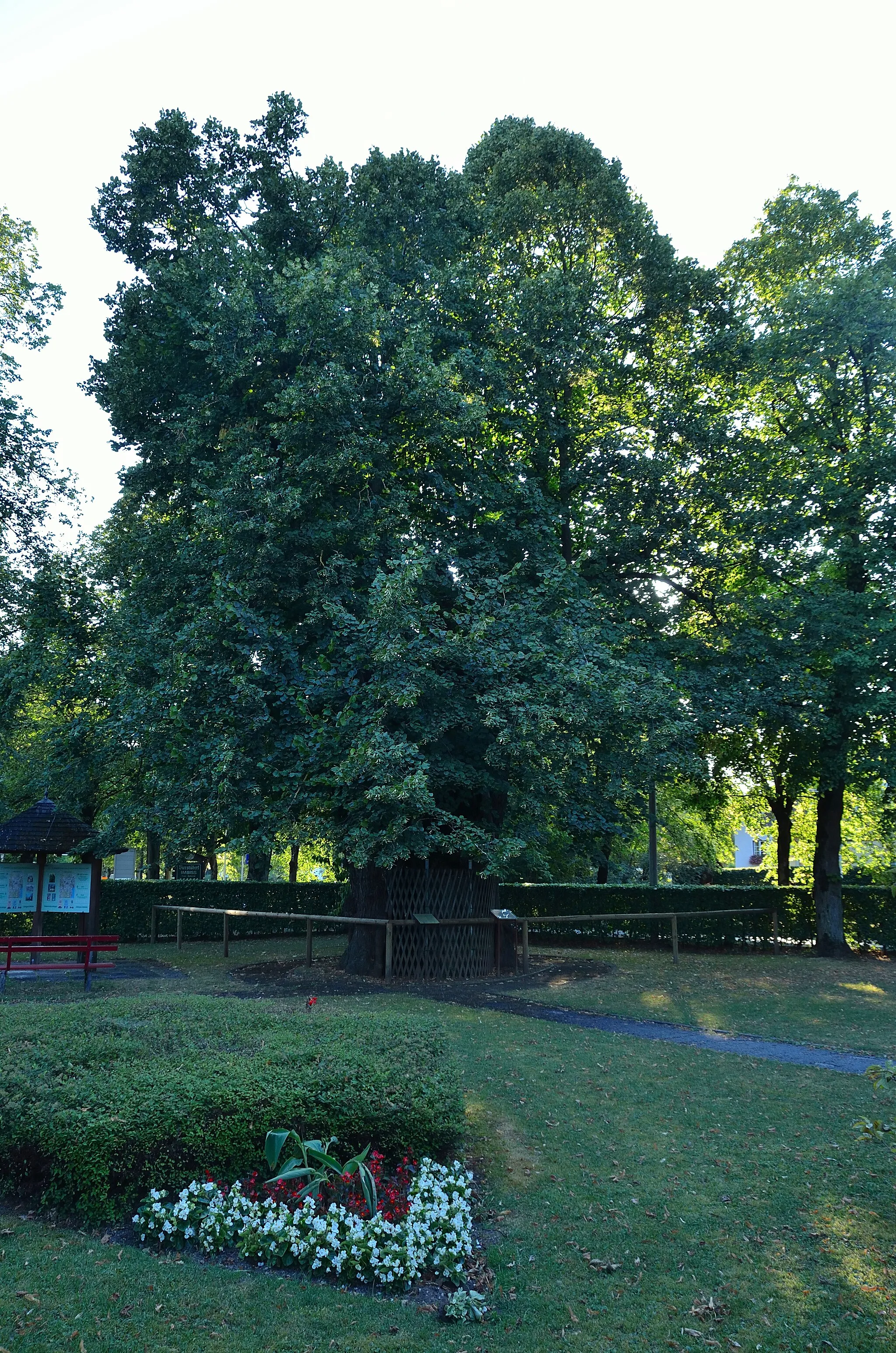 Photo showing: Old Tilia (1000 years old)  Linde im Gries in Sankt Georgen im Attergau, Upper Austria.