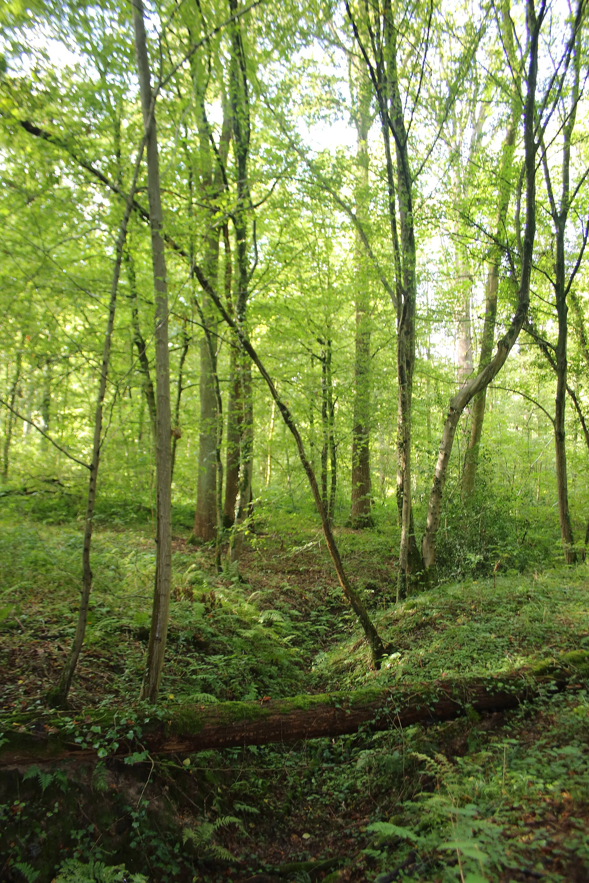 Photo showing: Bois de Silly, Silly, Wallonie, Belgique