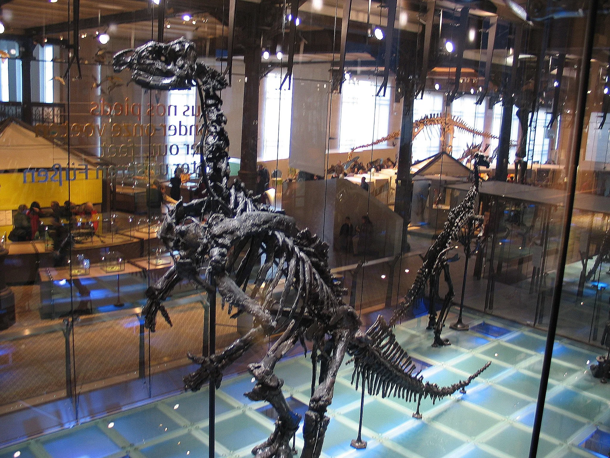 Photo showing: Iguanodon Bernissartensis at the Museum voor Natuurwetenschappen in Brussels, Belgium