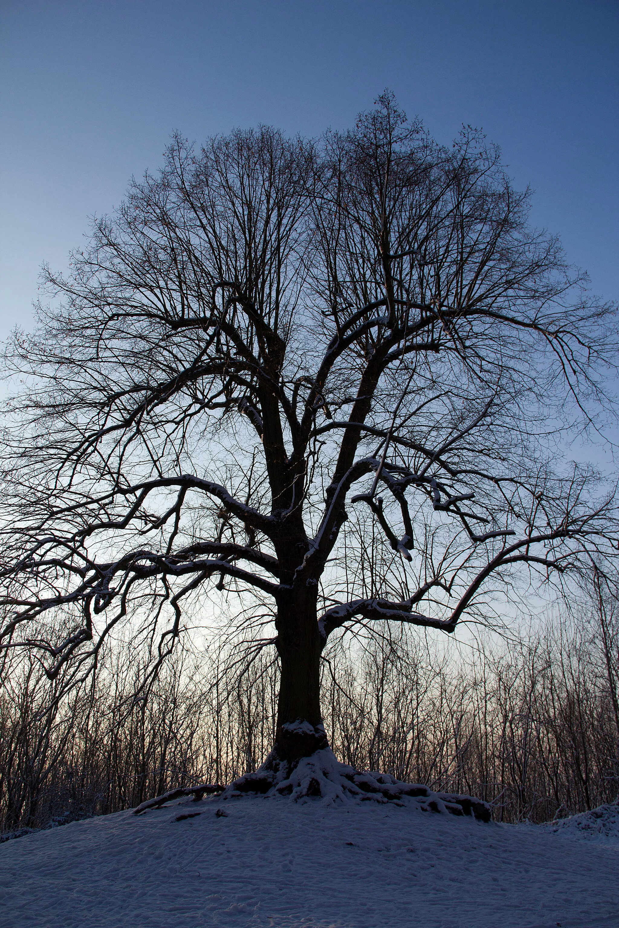 Photo showing: Hyon (Belgium), l’Arbre de la Liberté  (Tree of Liberty) - Common Lime (Tilia ×europaea L.) planted in the late of the eighteenth century.