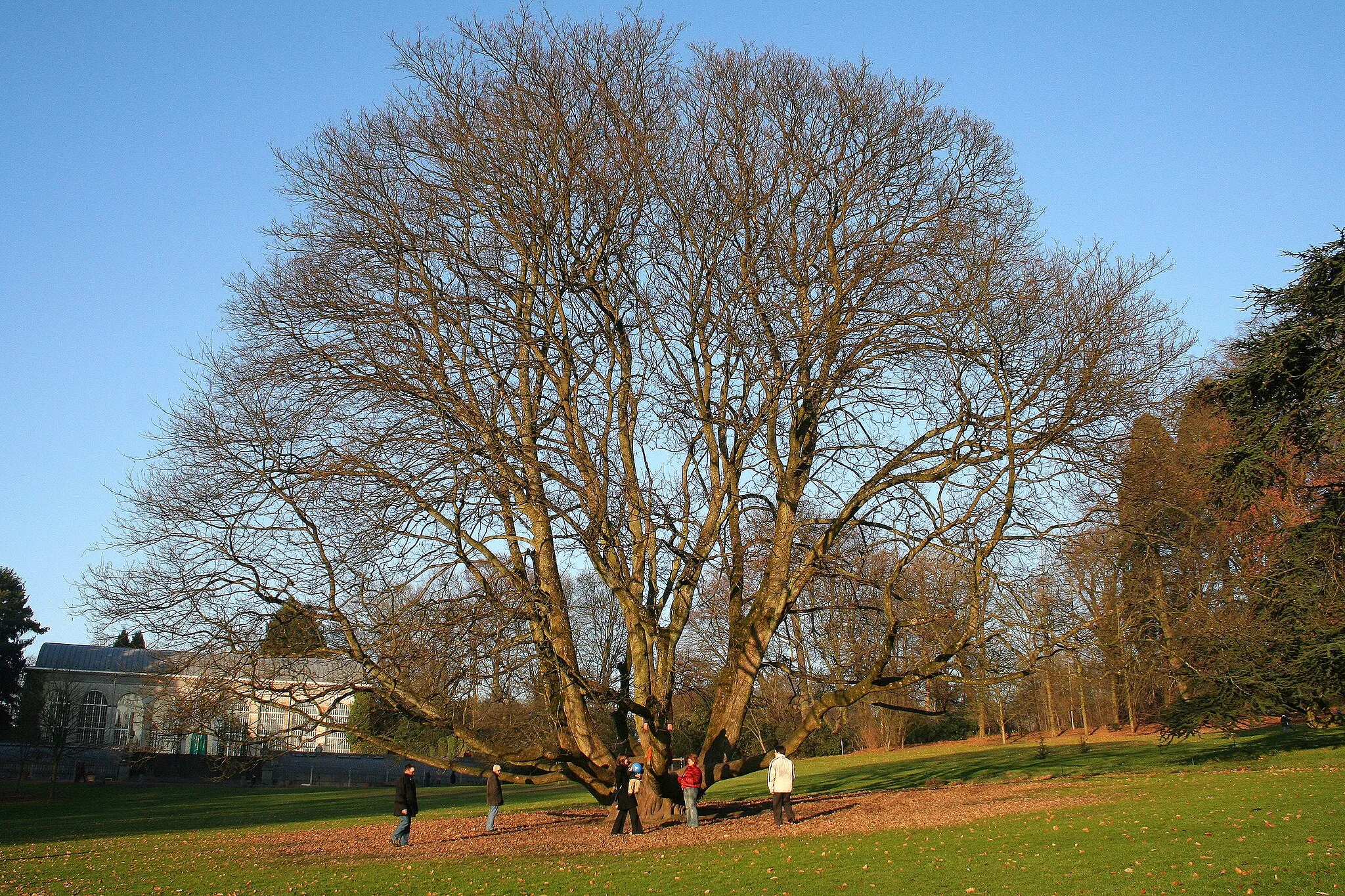 Photo showing: Red Sycamore Maple.