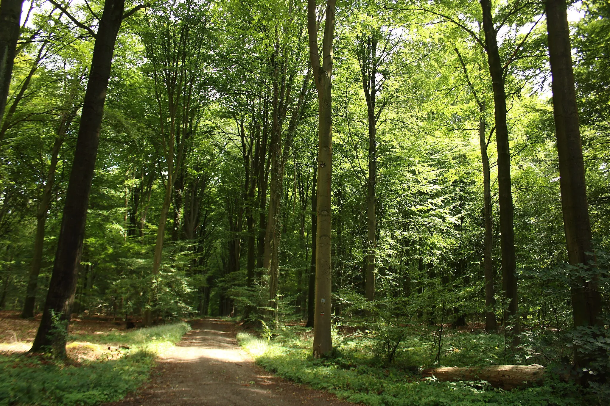 Photo showing: Bois Bara, Bois-de-Lessines, Lessines, Wallonie, Belgique