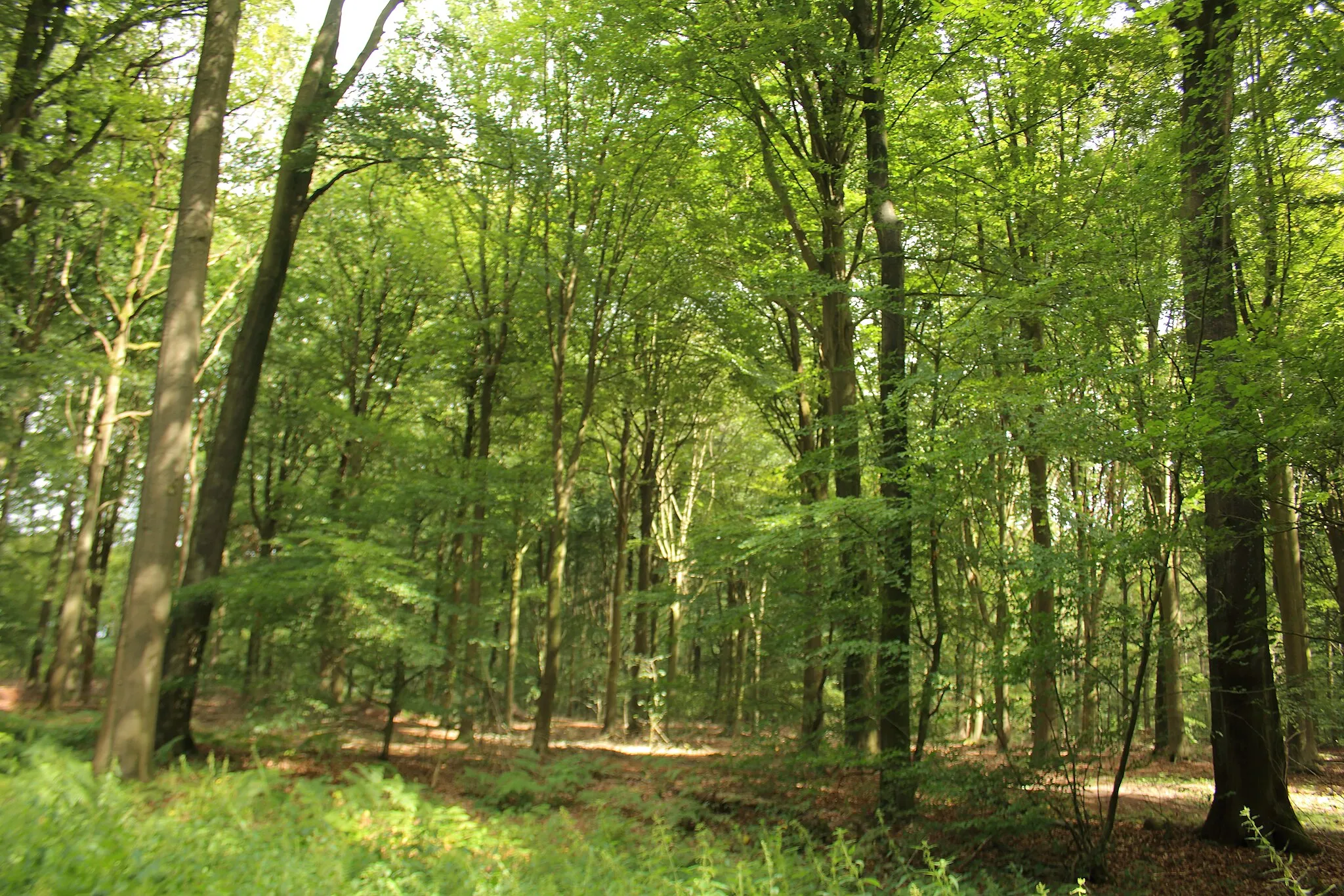 Photo showing: Bois Bara, Bois-de-Lessines, Lessines, Wallonie, Belgique