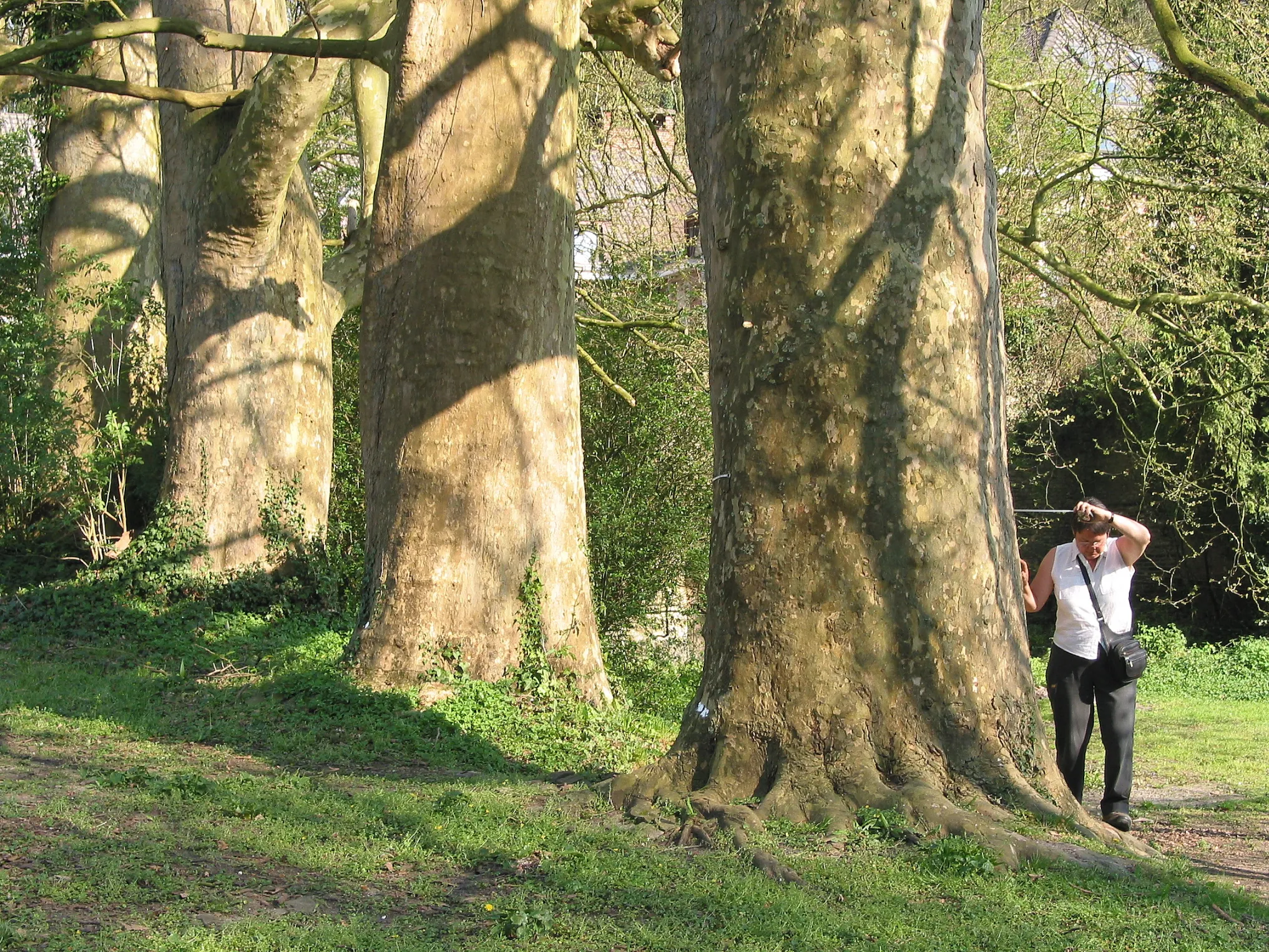 Photo showing: Platanes d'Orient en alignement (Platanus orientalis)

Circonférence des trois plus gros exemplaires mesurée à 1m50 du sol: 425, 405 et 385cm (2007).
Position exacte: Saint-Denis (Belgique), anncienne abbaye de Saint-Denis-en-Broqueroie. Camera location 50° 29′ 33″ N, 4° 01′ 15″ E View this and other nearby images on: OpenStreetMap 50.492500;    4.020833