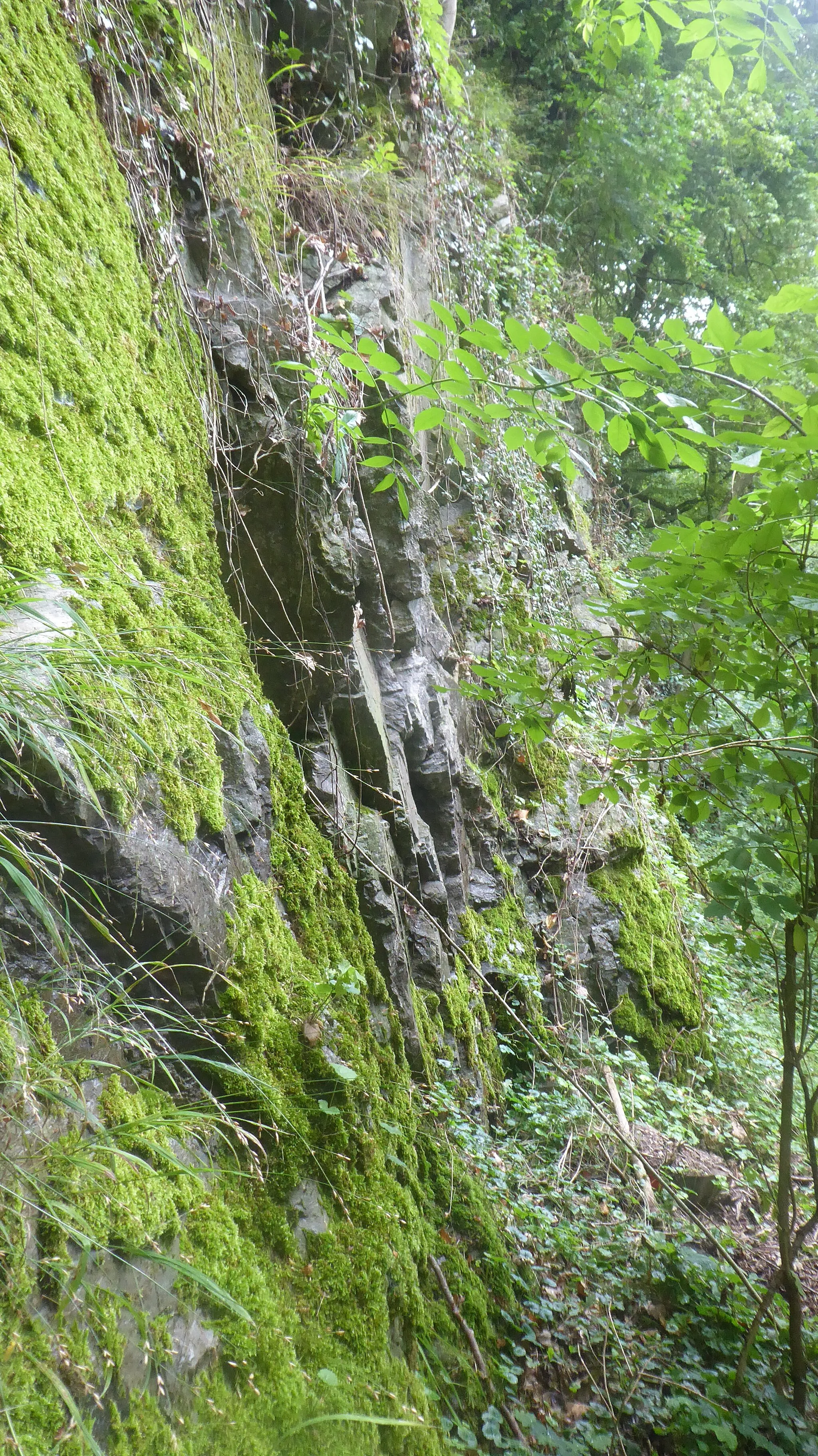 Photo showing: Aus dieser Steilwand wurden zwei kleine Stücke herausgebrochen und anderer Stelle beschrieben. Die Wand befindet sich etwas nördlich der Rue du Village im Ort Moresnet. Quellseite: https://www.rhetos.de/html/lex/wh54_20230819_inventar_kohlenkalk.htm} Eine größere Ansicht dieser Kalkwand zeigt ein weiteres Bild.