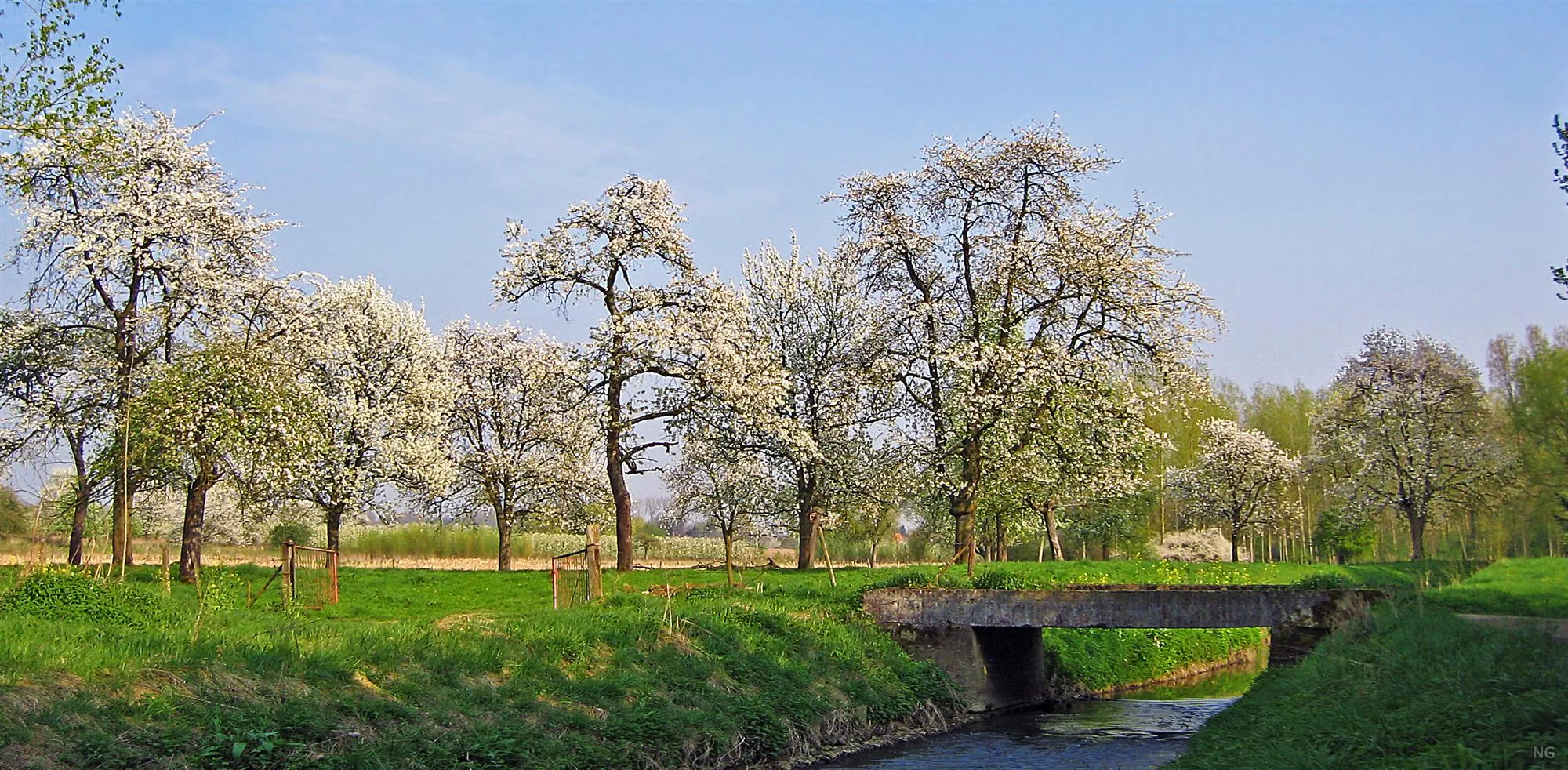 Photo showing: Alken tijdens de bloesemperiode (lente 2011) - Met het riviertje de Herk en hoogstamfruitbomen in bloei.