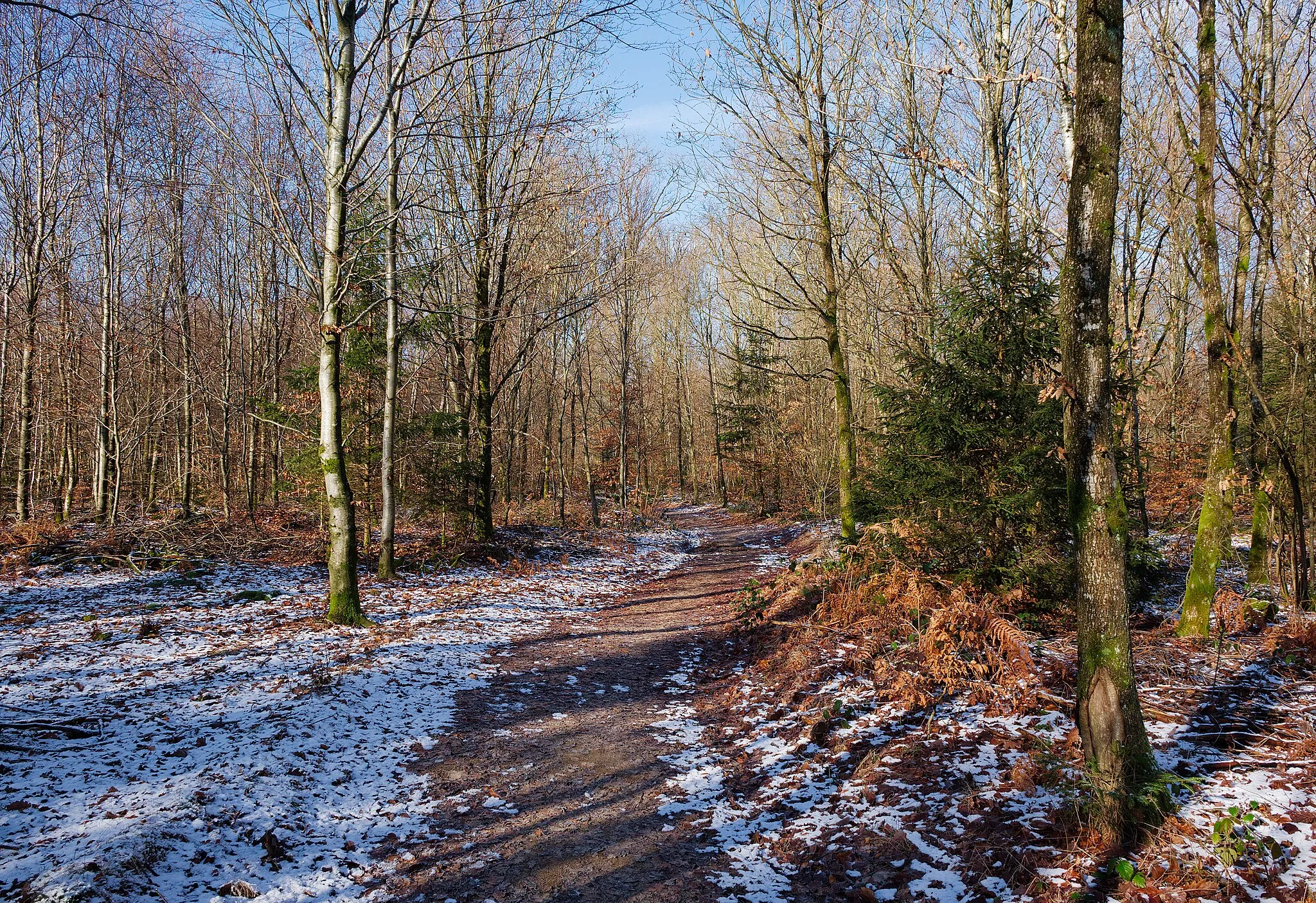 Photo showing: Woods trail in Chiny, Belgium
