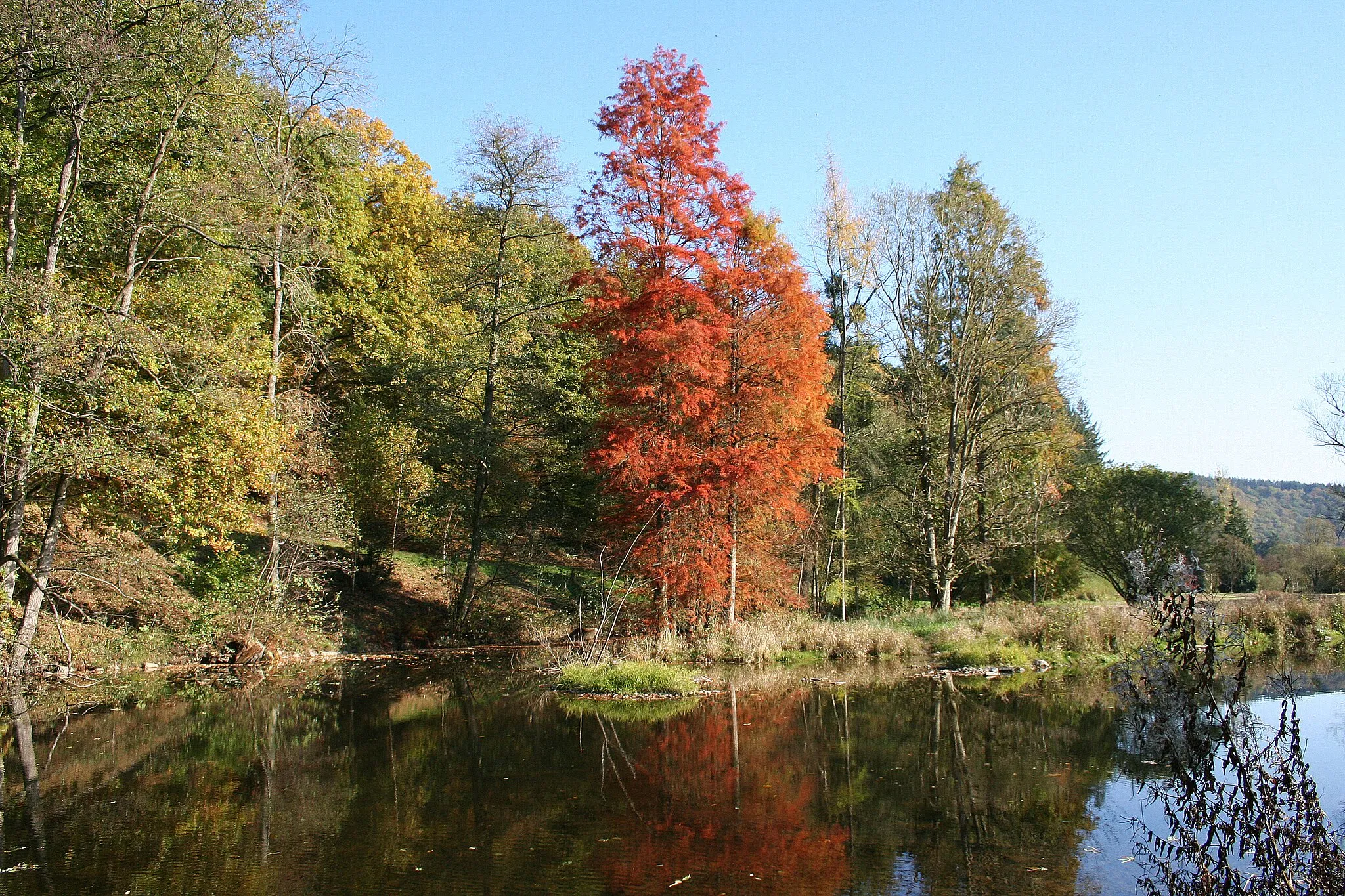 Photo showing: Rendeux (Belgium), the Ourthe river and the Taxodium distichum (Taxodium distichum) of the Arboretum Robert Lenoir in the autumn.