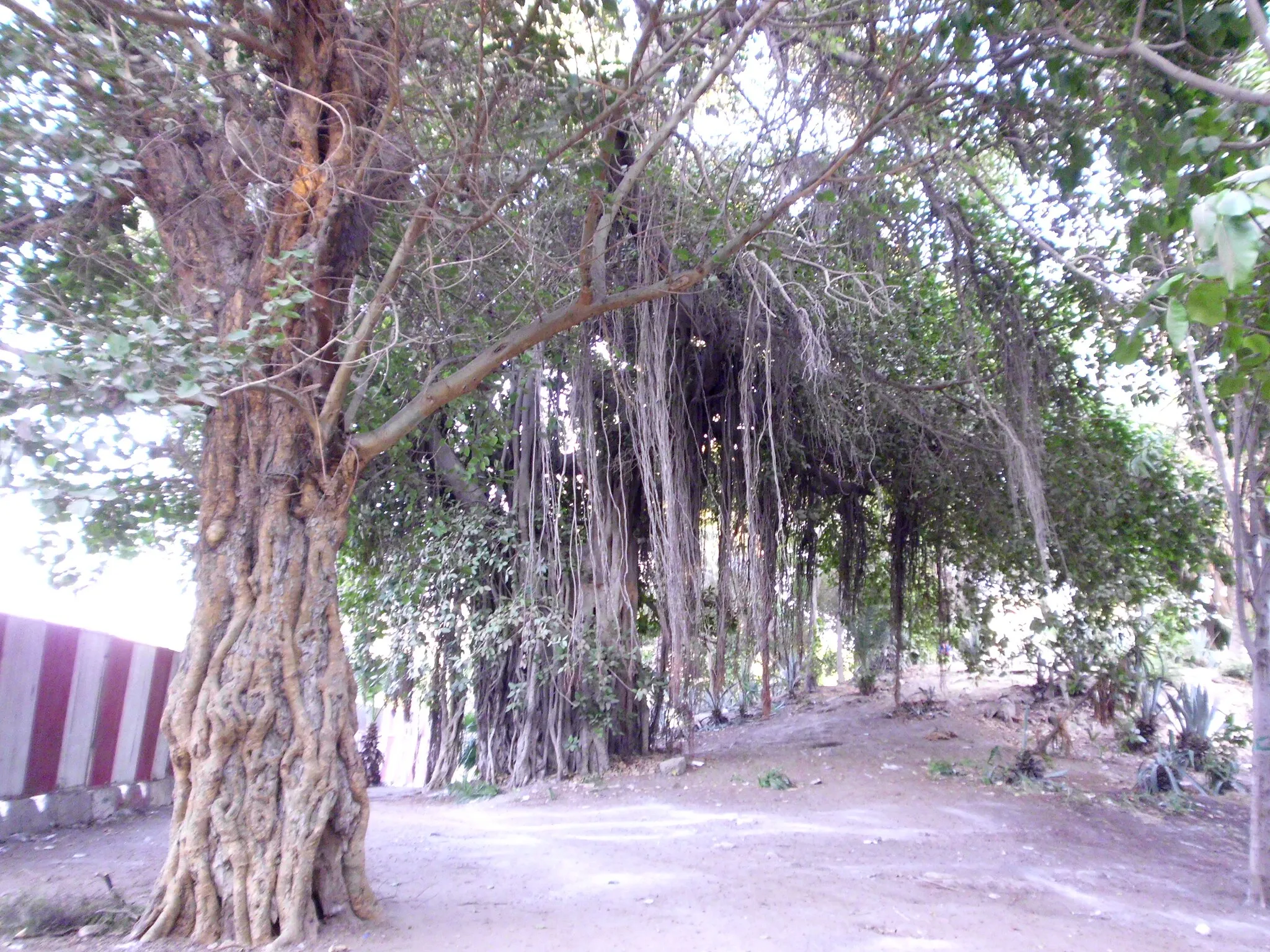 Photo showing: حديقة الازبكية