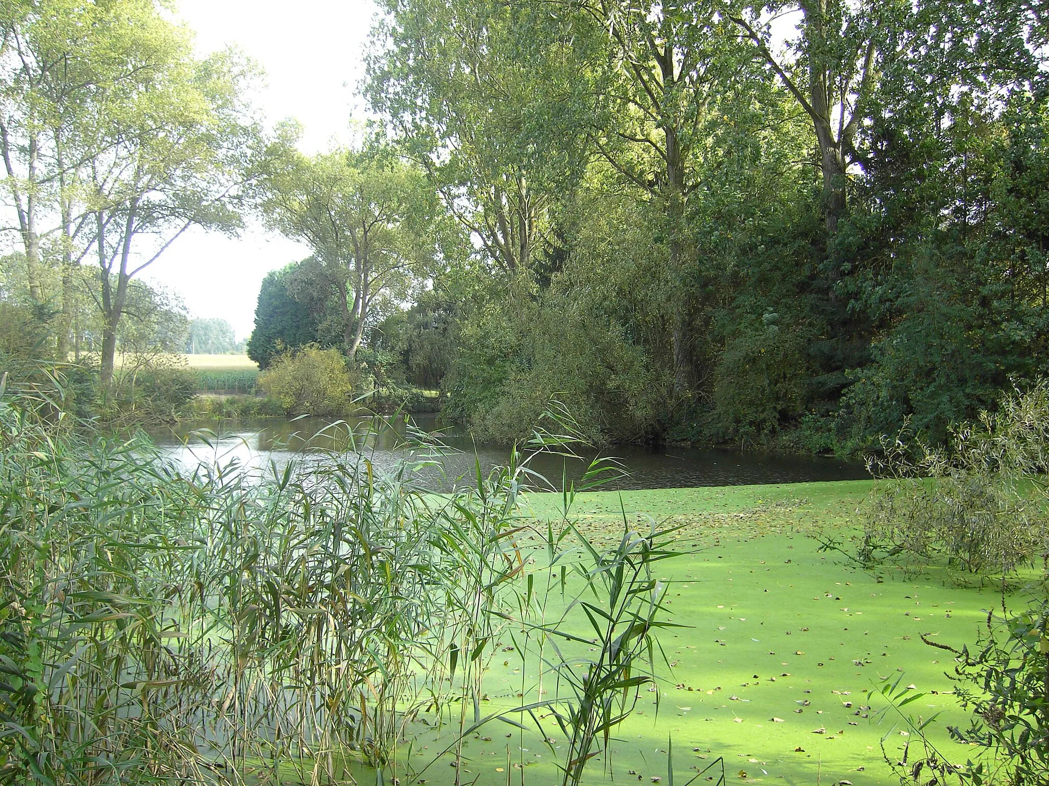 Photo showing: Dikkelvenne - een oude Scheldearm nabij Dikkelvenne (Eikstraat).