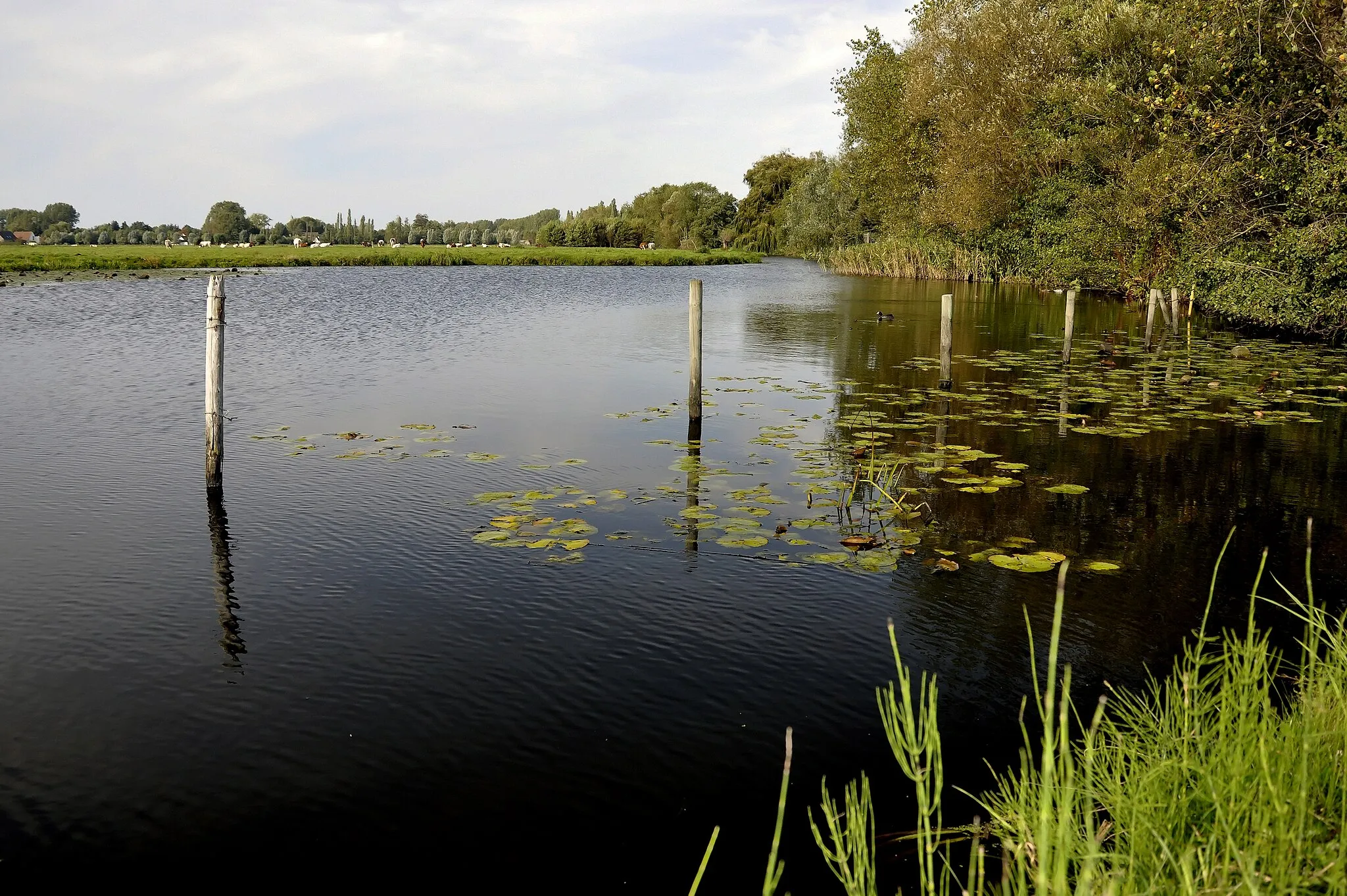 Photo showing: De Piereput, een poel van de Oude Leie in het natuurgebied Assels te Drongen, België