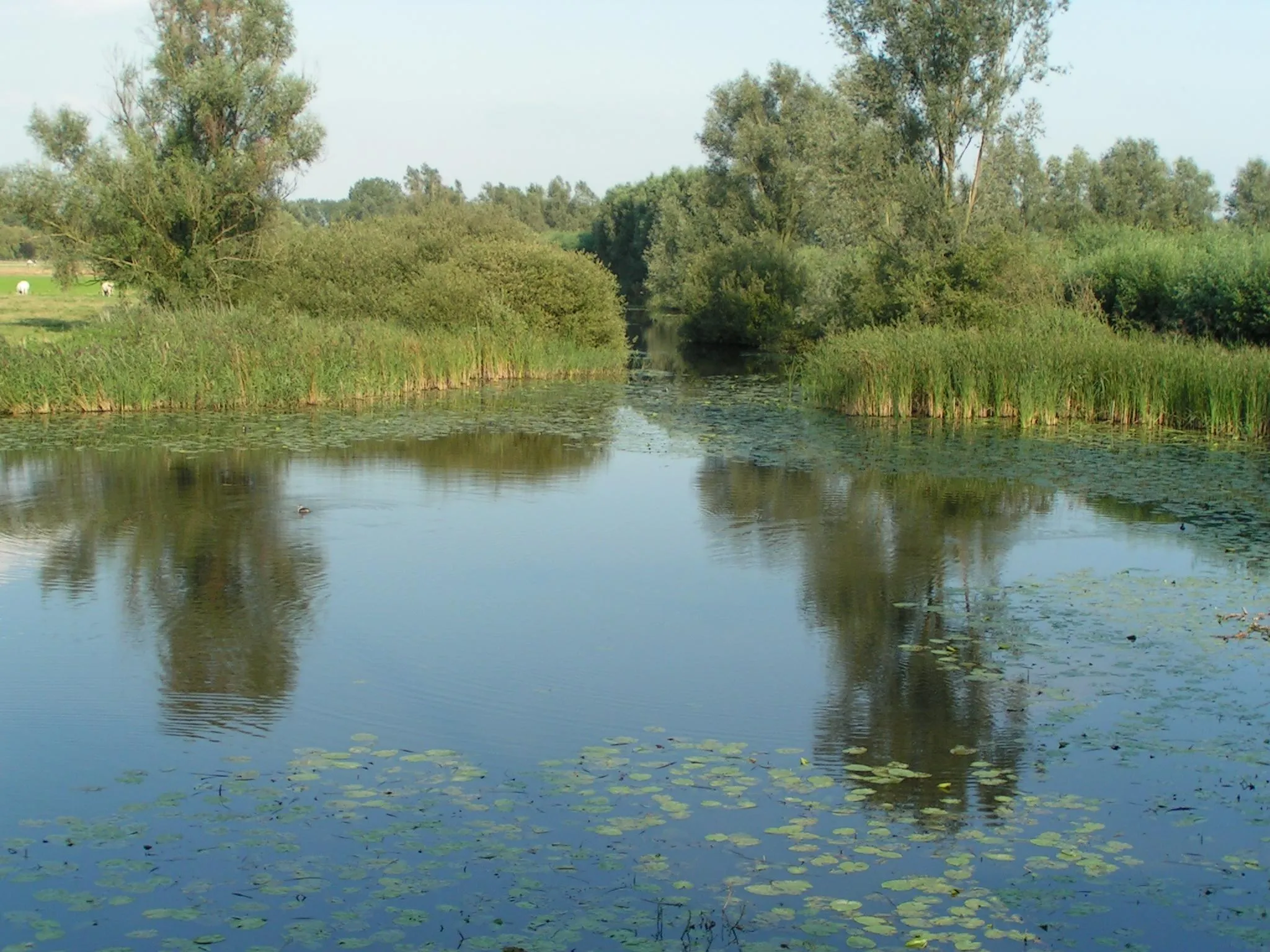 Photo showing: Het Sint-Jakobsgat in het Saleghem Krekengebied te Meerdonk