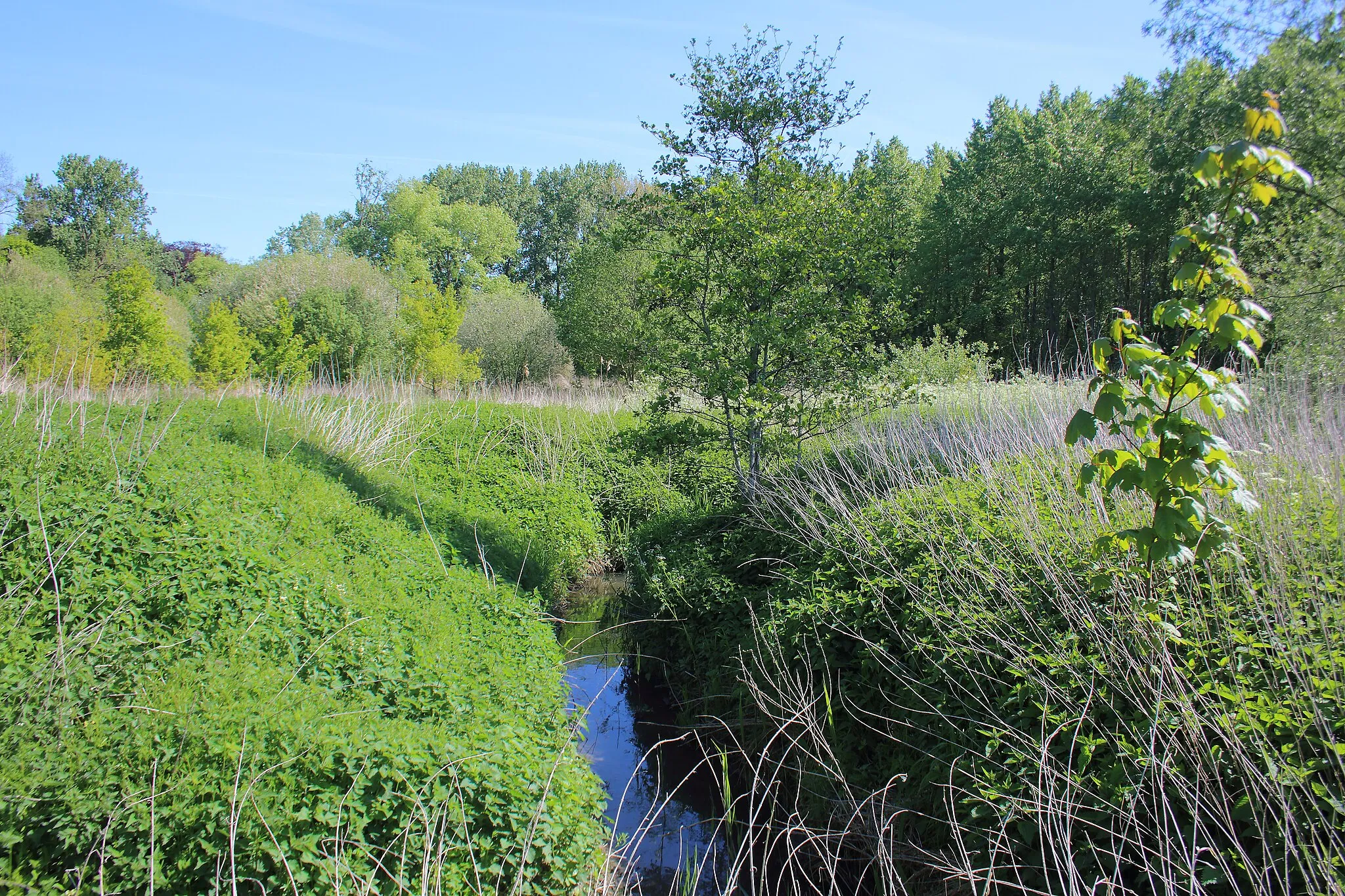 Photo showing: Drooghout met Kerkesbeek-Molenbeekvallei (overstromingsgebied Moortsele), Oosterzele, Vlaanderen, België