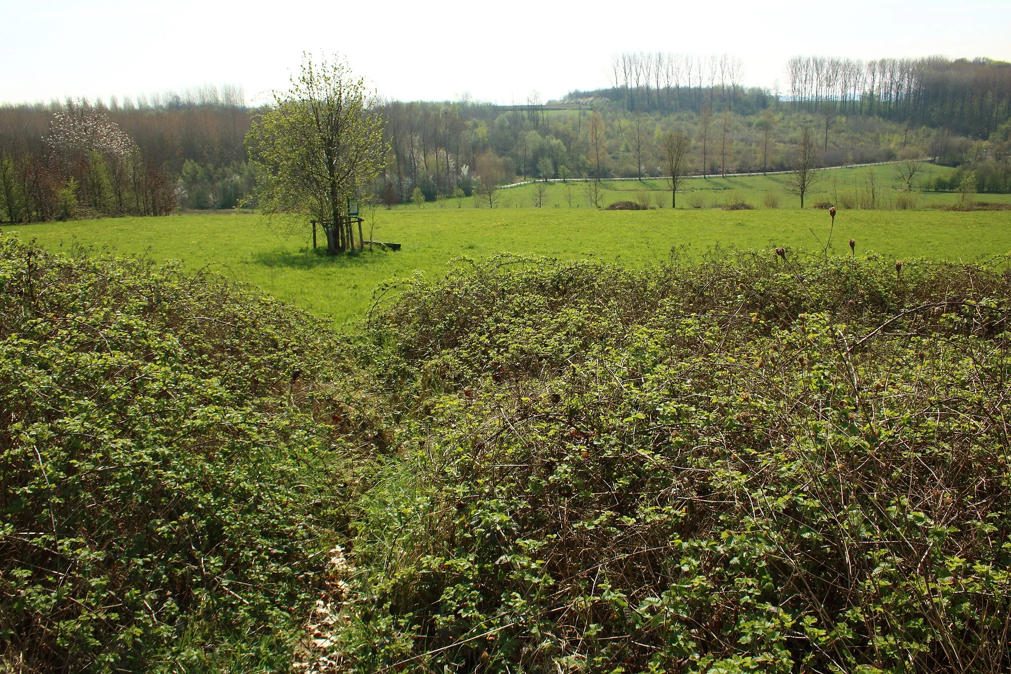 Photo showing: Kloosterbos and Vossenhol (Middenloop Zwalm) nature reserves, Zottegem, Flanders, Belgium