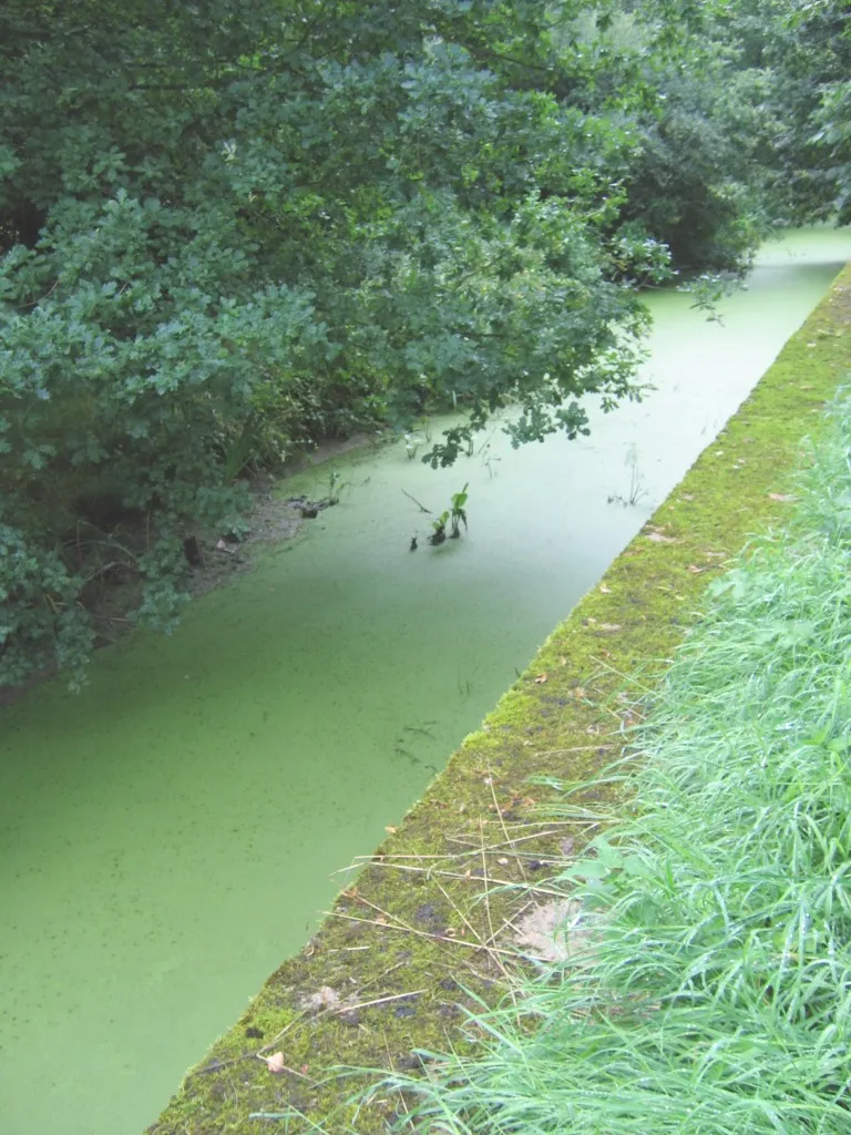 Photo showing: Een door Natuurpunt beheerd stukje Antitankgracht te Haacht, tussen Scharent en de Werchtersesteenweg