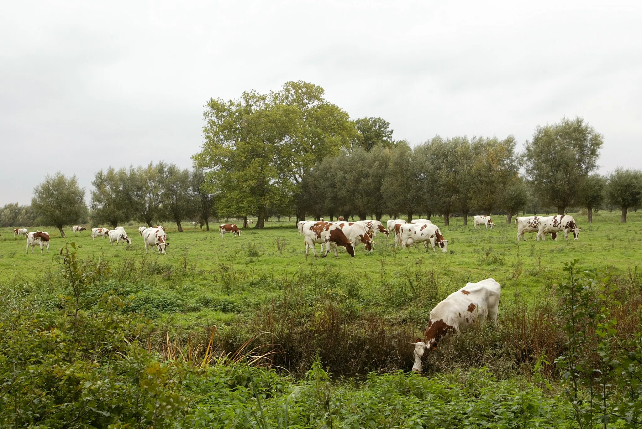 Photo showing: Oude platanen in de beemden ten noordwesten van  Ravenstein ; Boortmeerbeek