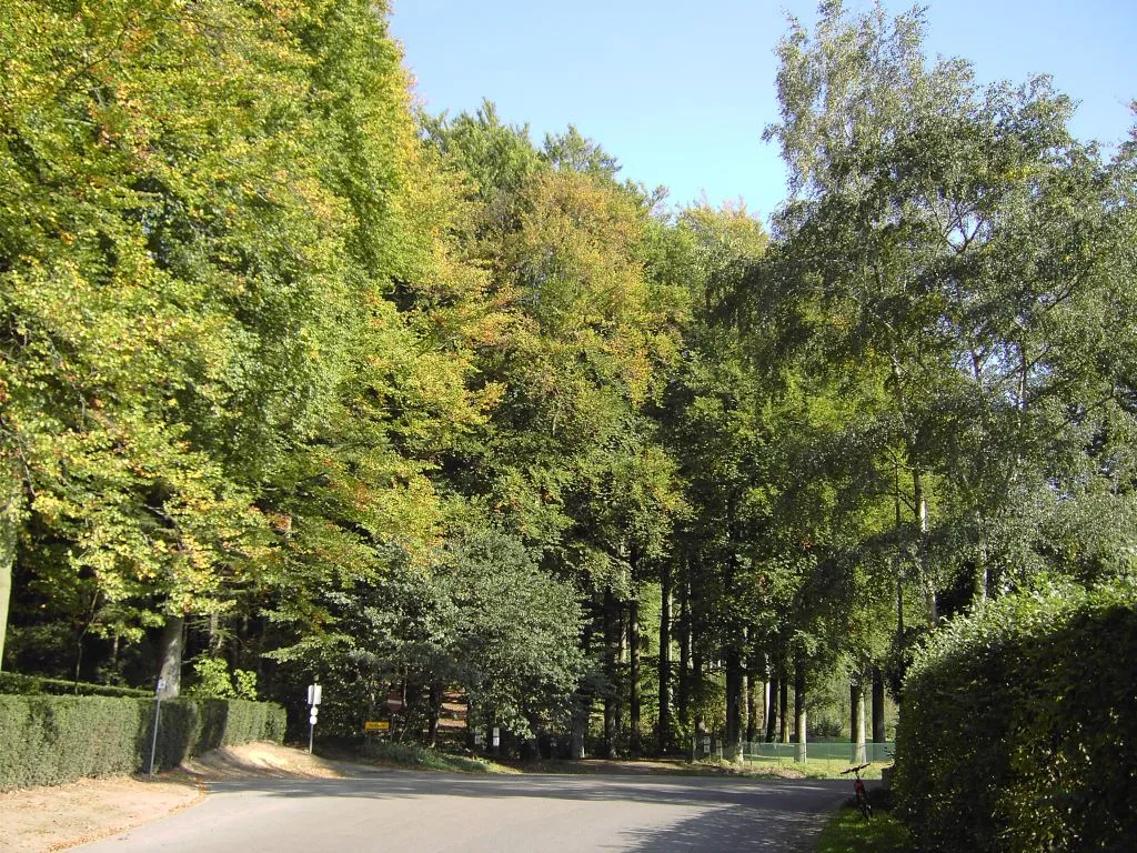 Photo showing: Linden - Chartreuzebos bekeken vanaf Lemingstraat