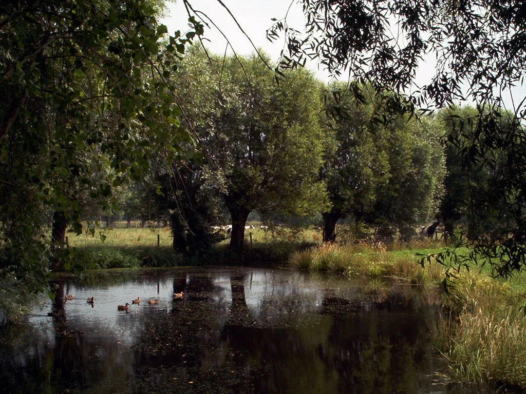 Photo showing: Gemene Weidebeek, un marais, photo: Dries Declercq