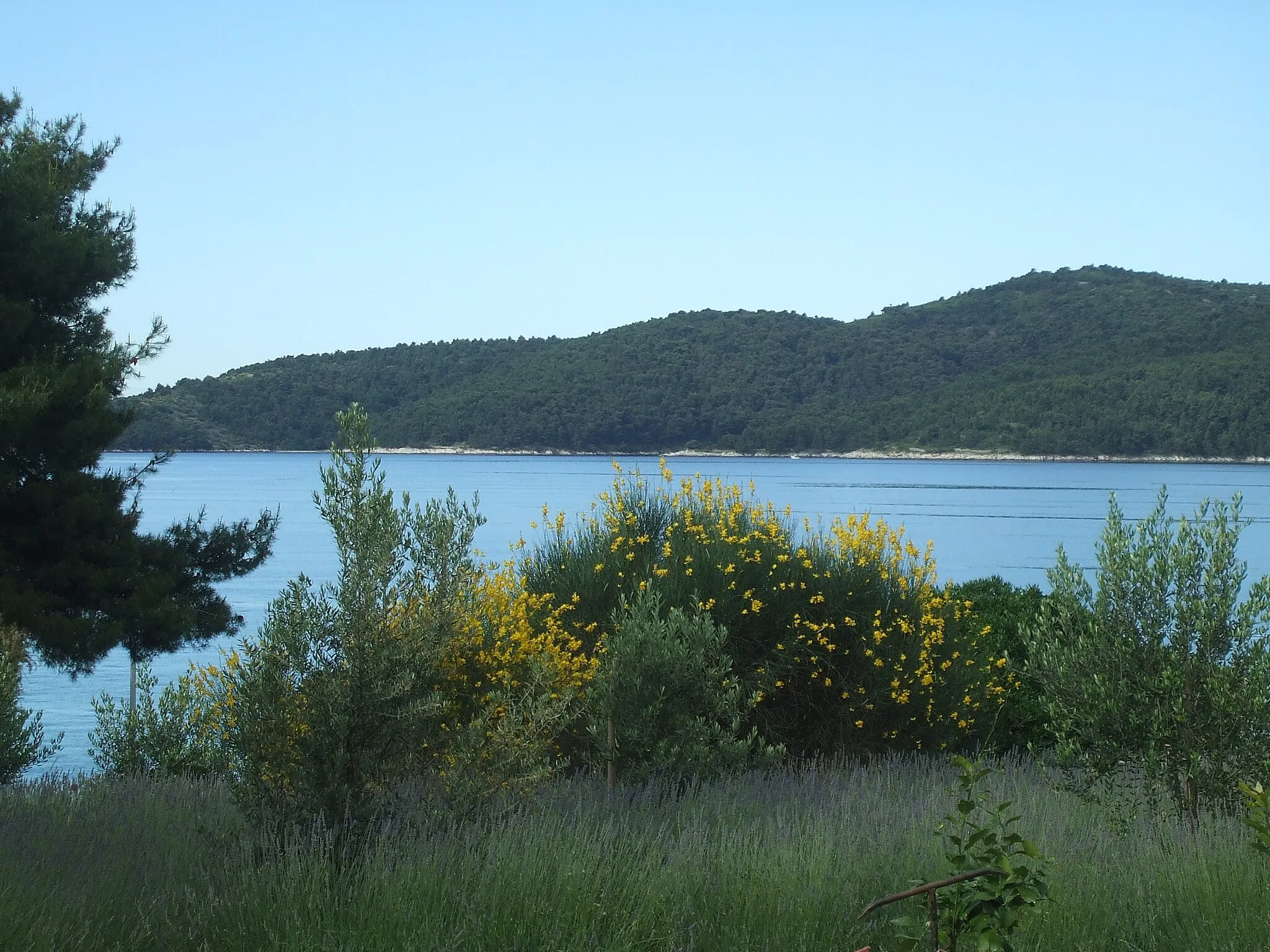 Photo showing: Mare e Ginestre