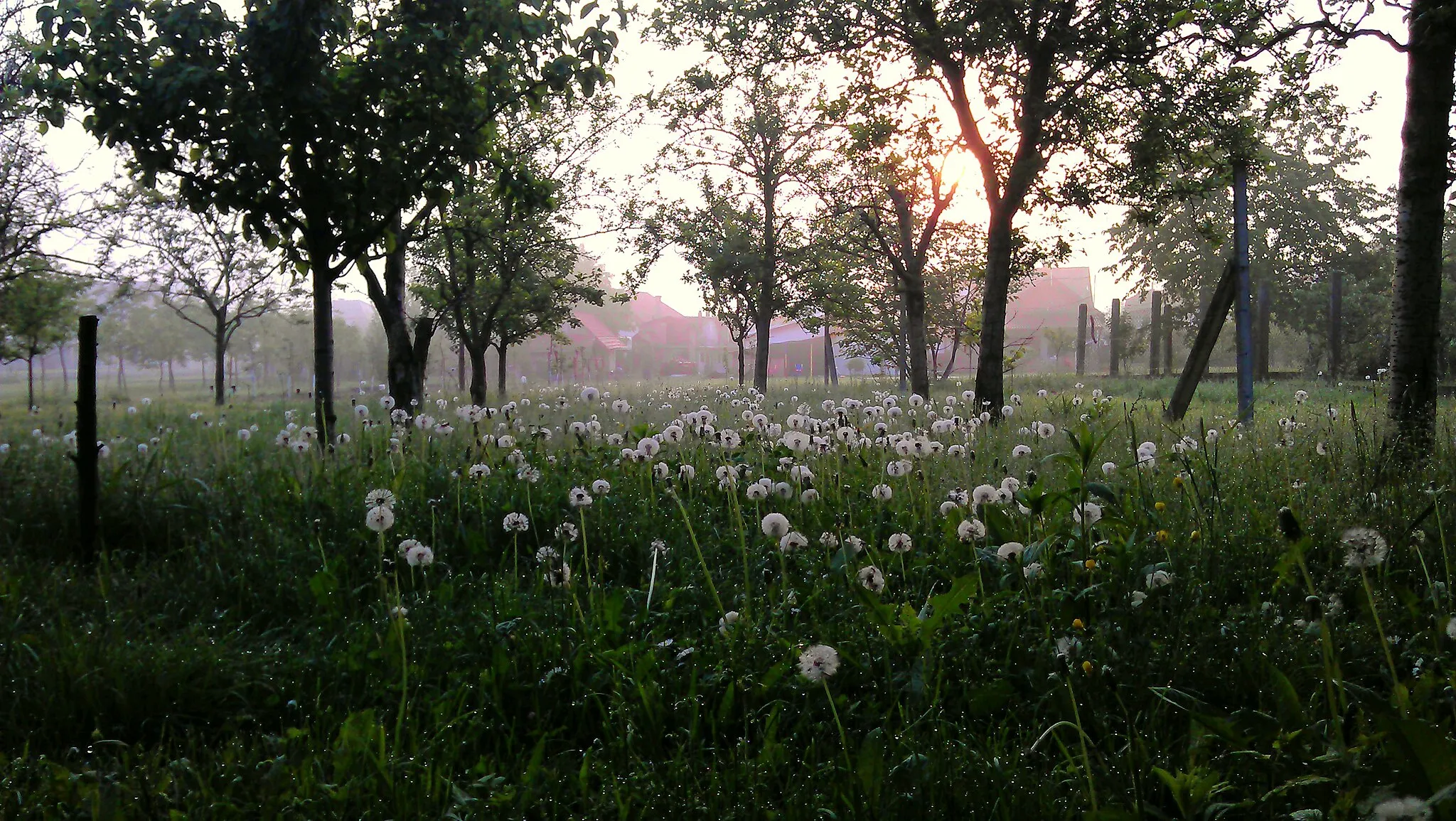 Photo showing: Strahoninec jutro u voćnjaku