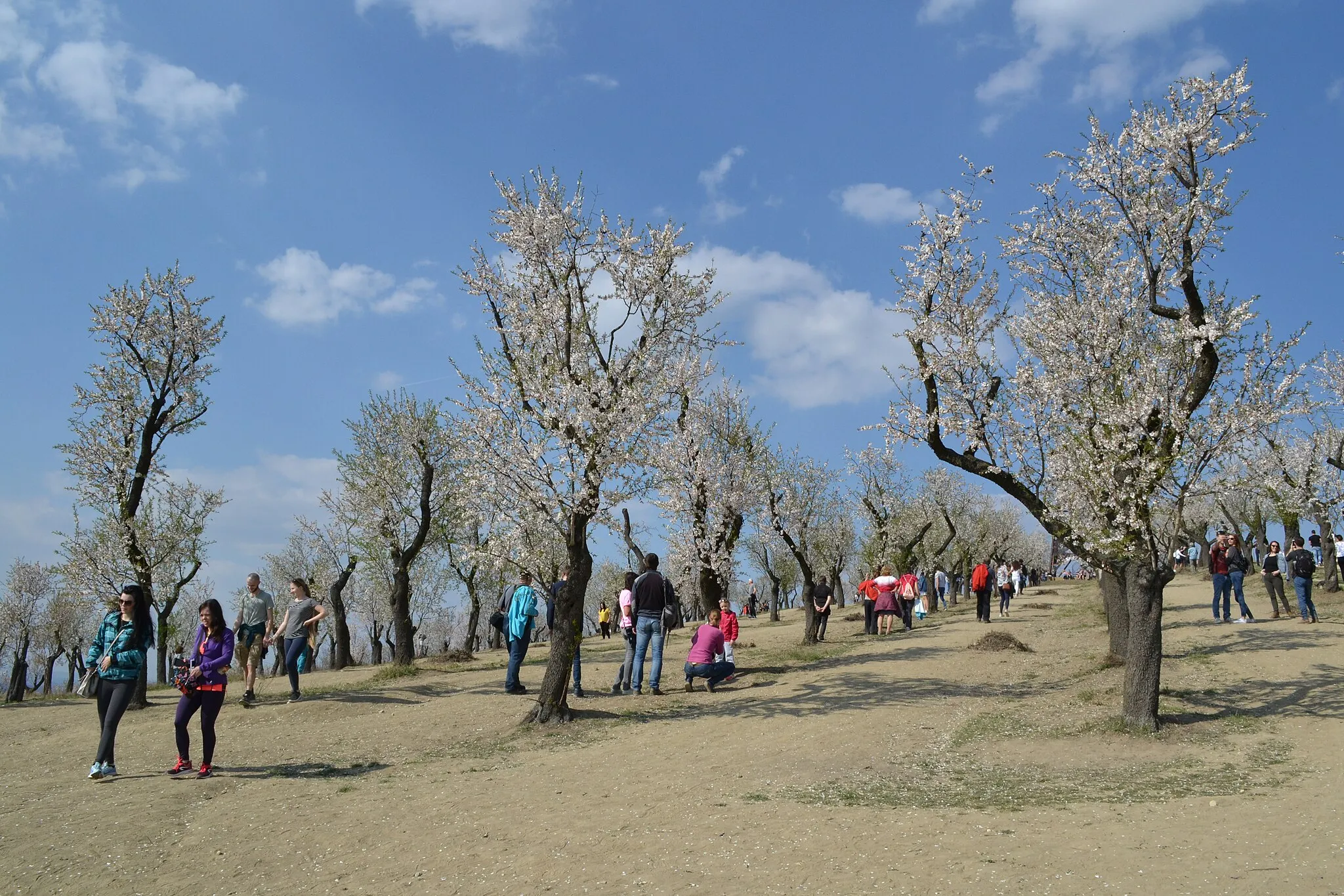 Photo showing: Slavnosti mandloní a vína Hustopeče 2019 v mandloňovém sadu.