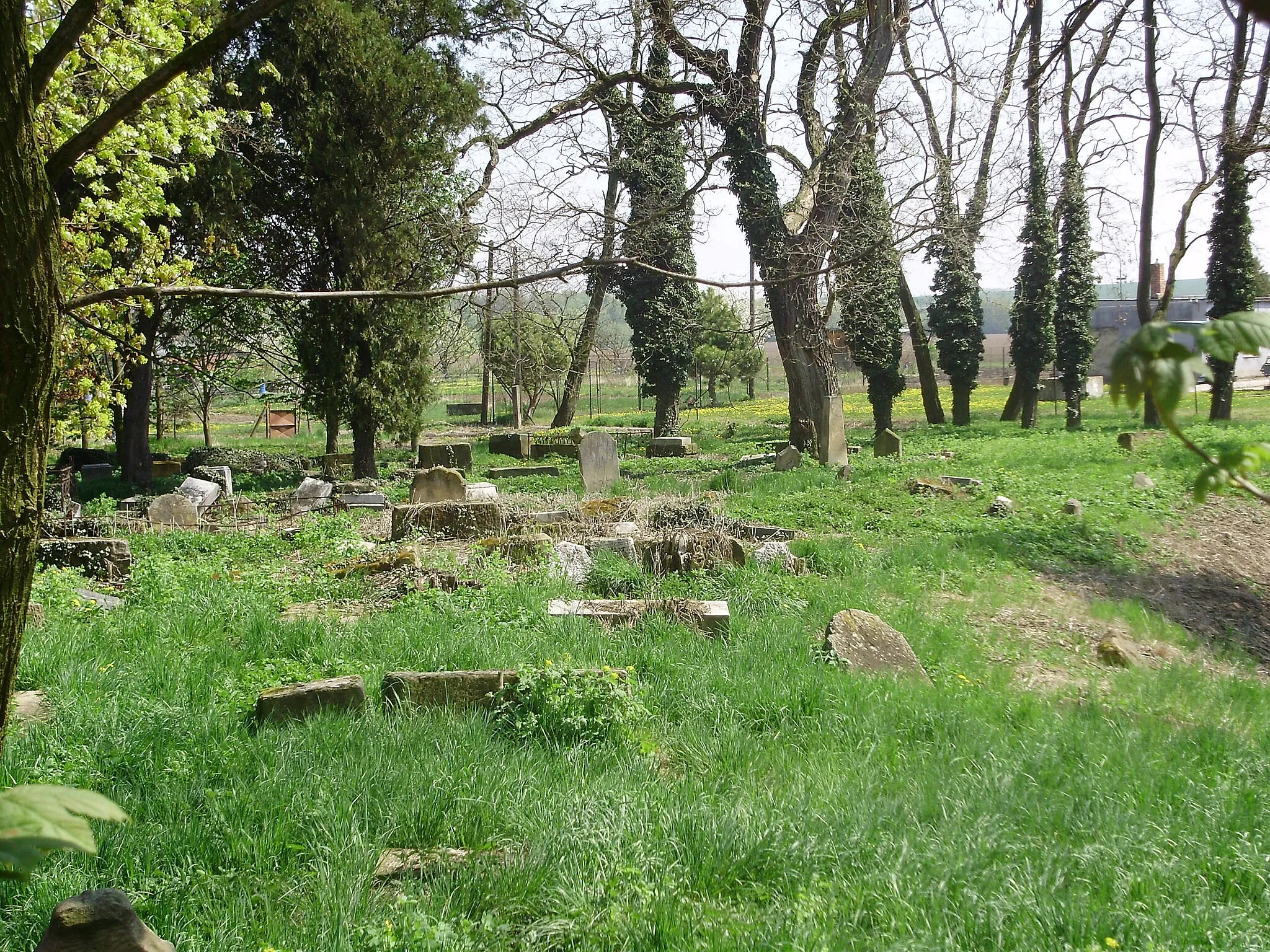 Photo showing: Jewish cemetery in Ivanovice na Hané