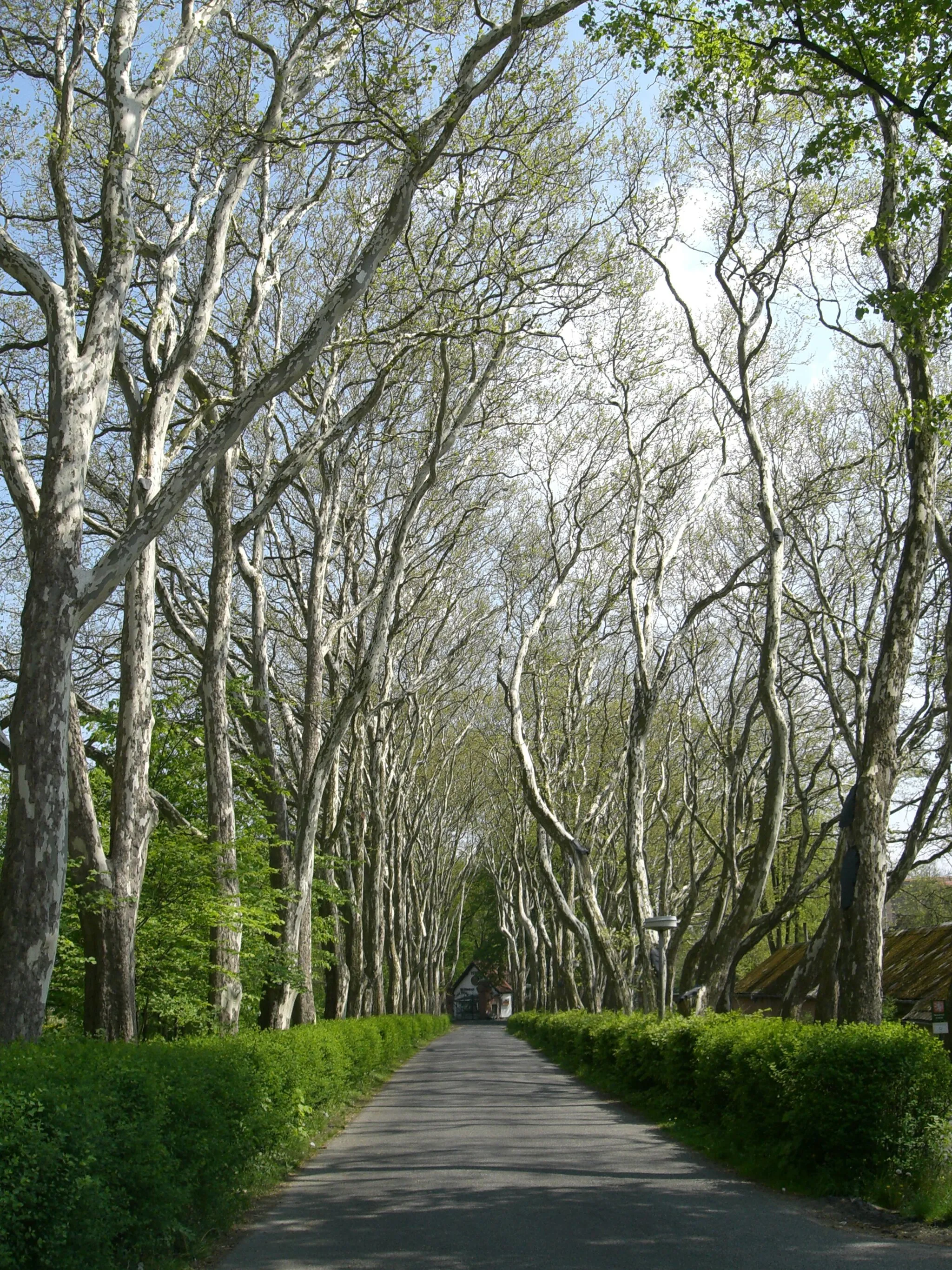 Photo showing: Protivín town in Písek district, Czech Republic. Avanue of London Plane (Platanus × hispanica) trees near main gate of Platan brewery