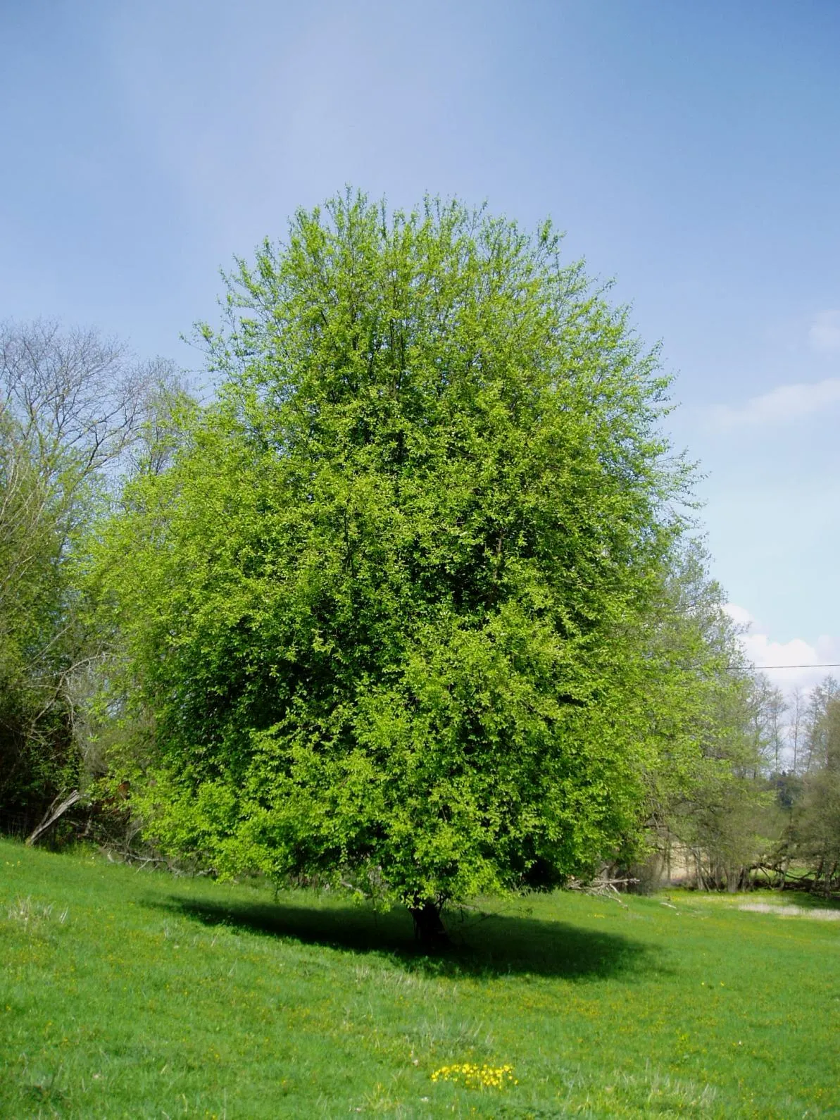 Photo showing: Prunus padus in Sweden