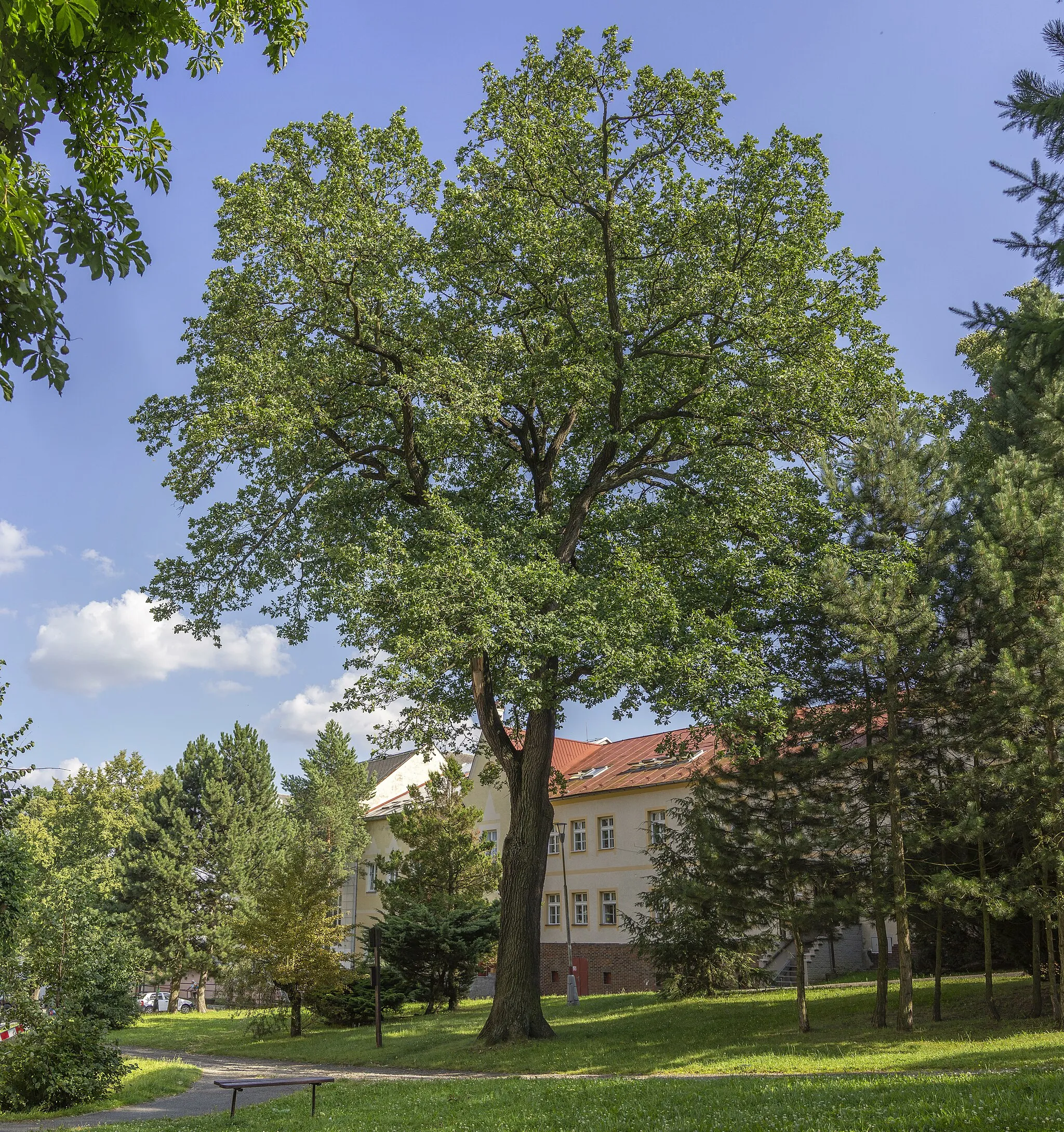 Photo showing: Memorable oak tree on the St. Michaels Square in Vrbno pod Pradedem, Czech Republic