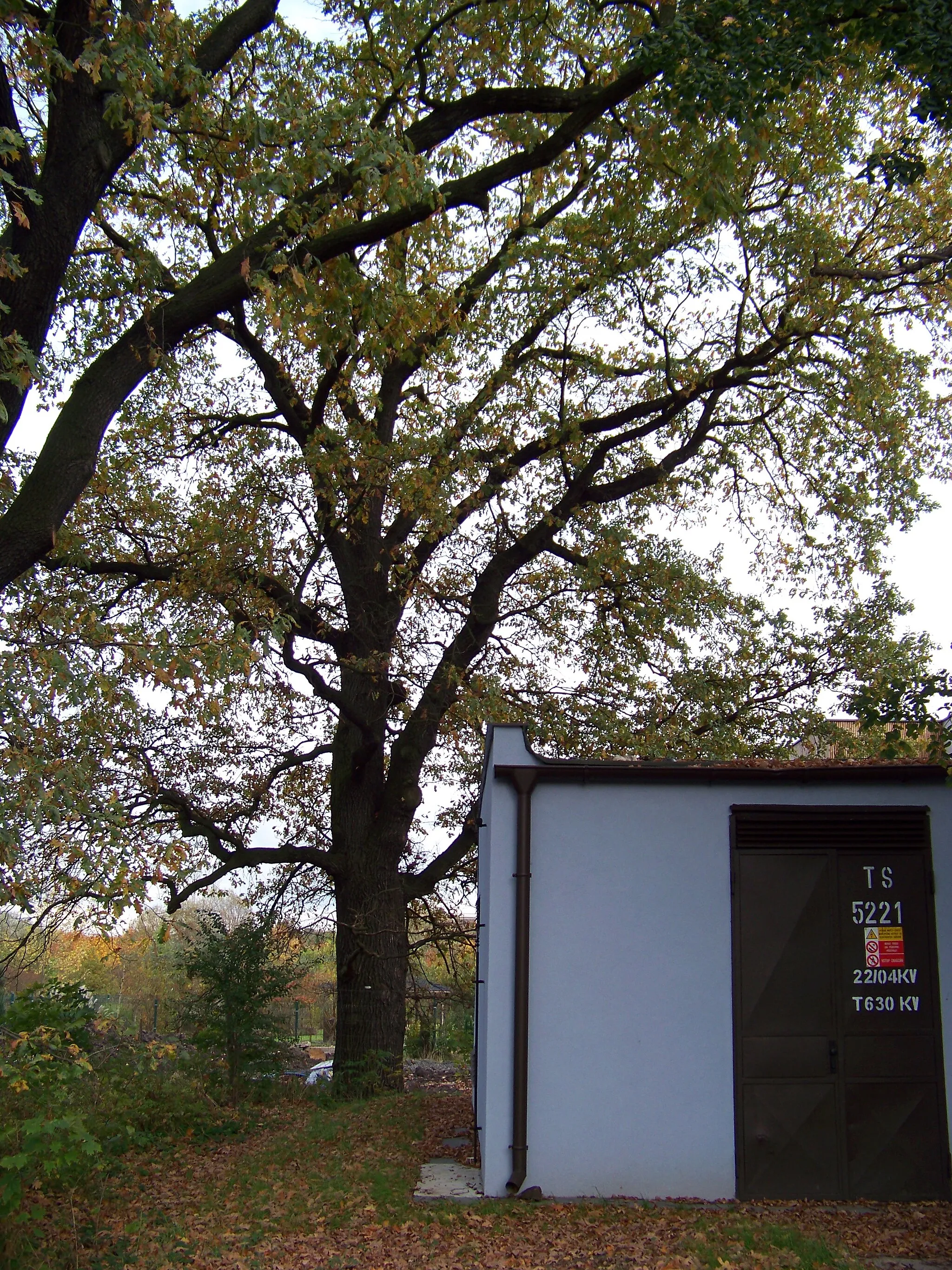 Photo showing: Prague-Hostavice, Czech Republic. Farská street, a memorable oak.