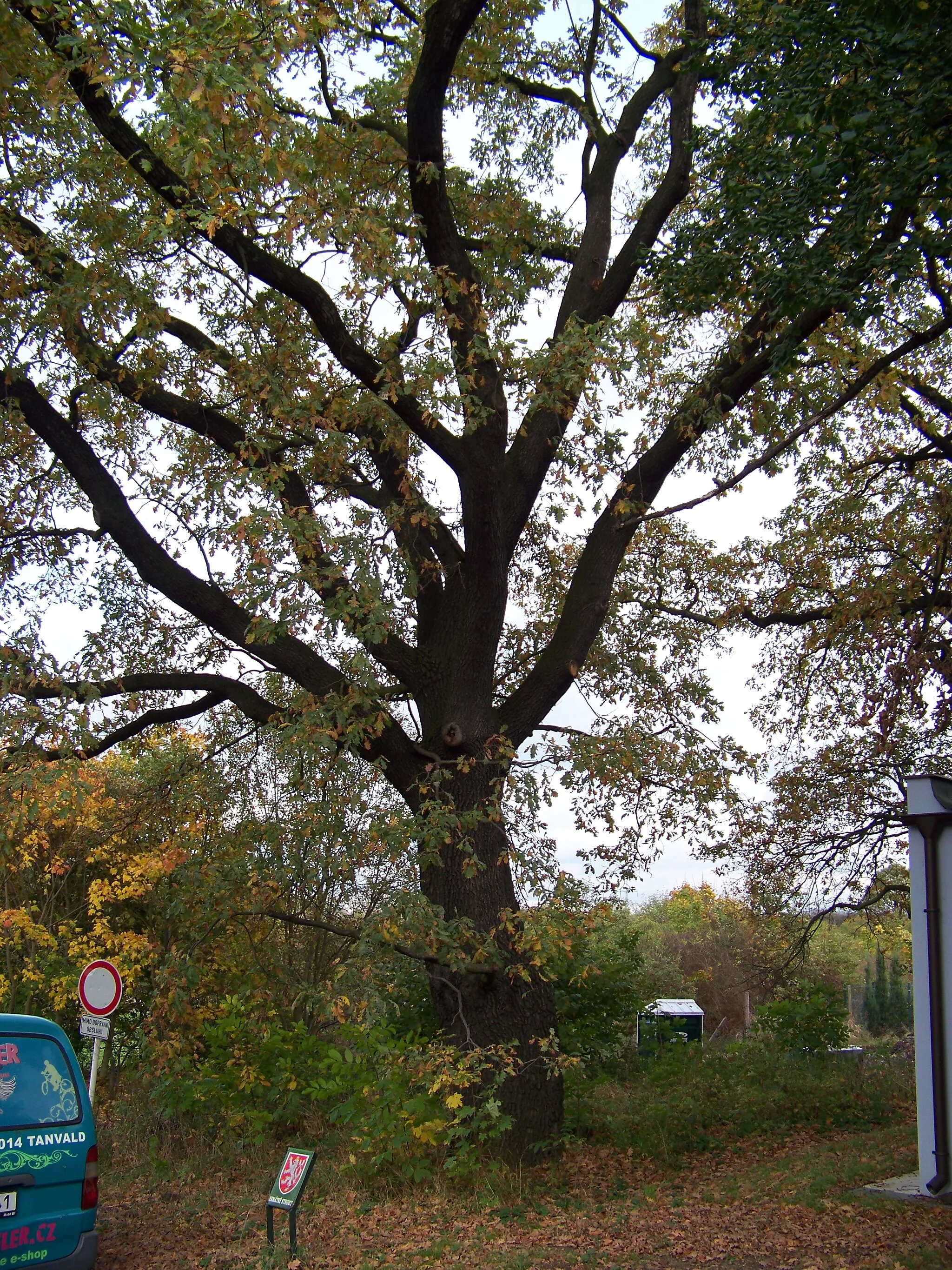 Photo showing: Prague-Hostavice, Czech Republic. Farská street, a memorable oak.