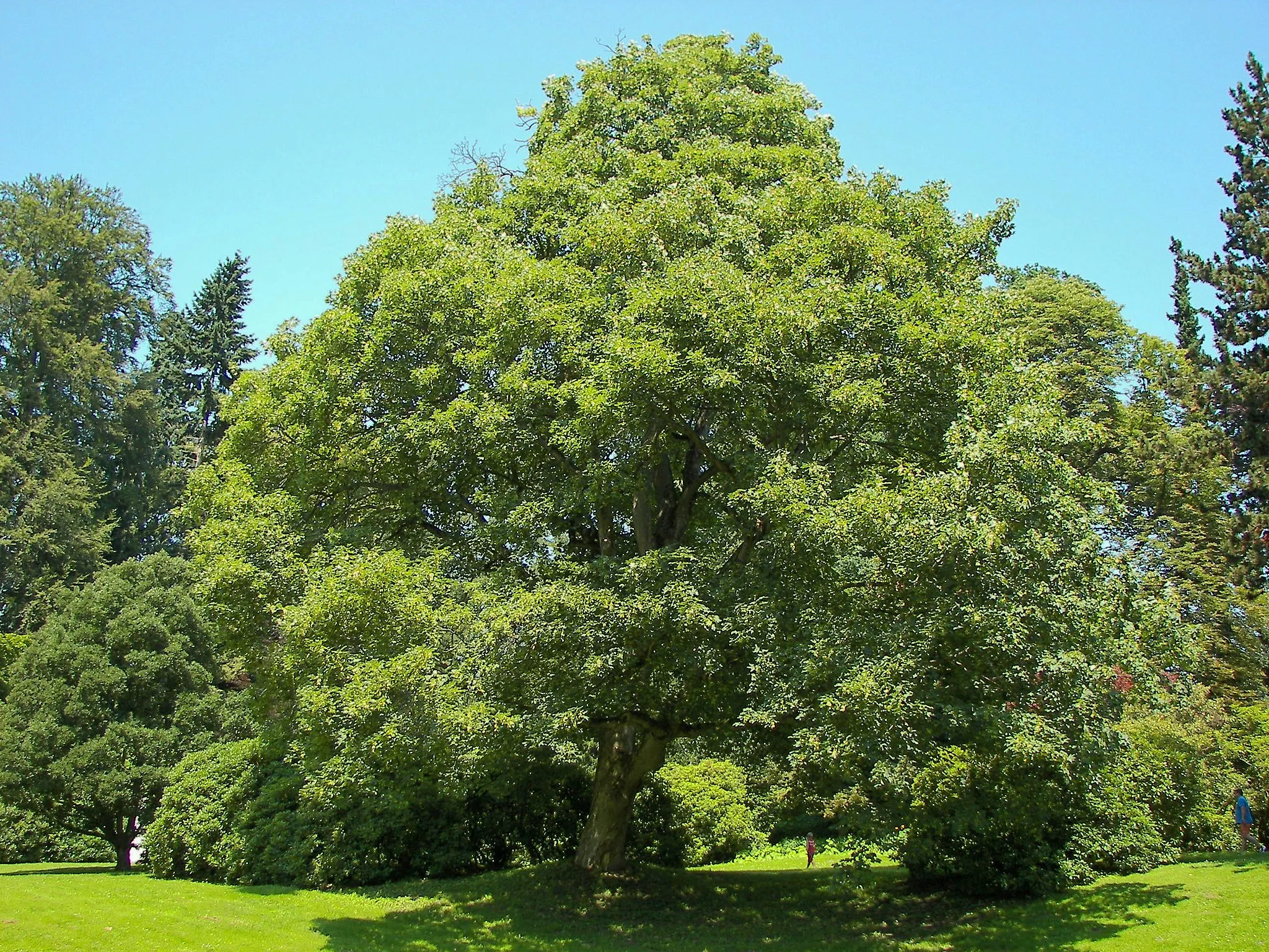 Photo showing: Sycamore Maple (Acer pseudoplatanus) in the Schlosspark Wilhelmshöhe, Kassel, Hesse, Germany.
