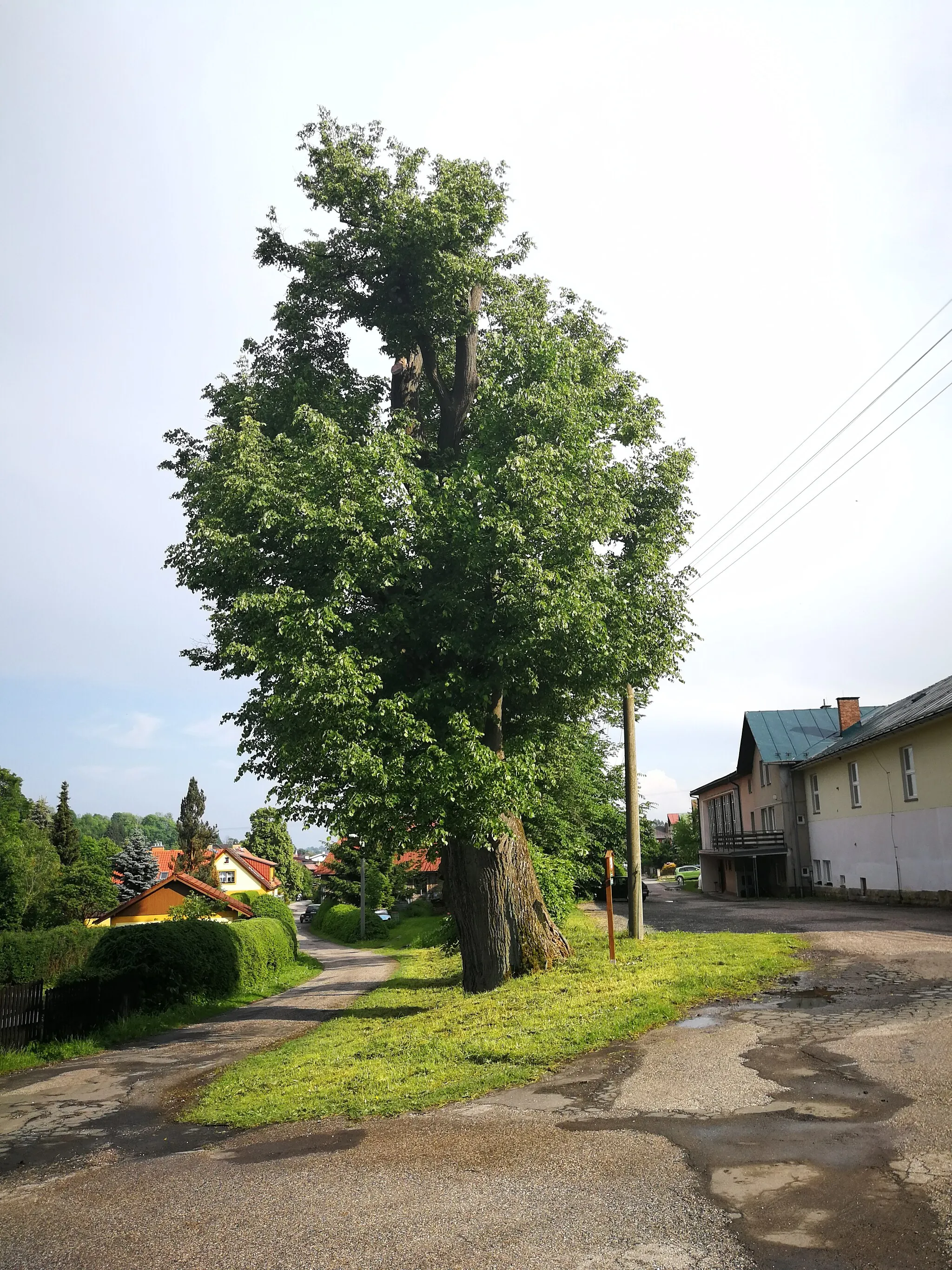 Photo showing: Lípa v Horní Branné