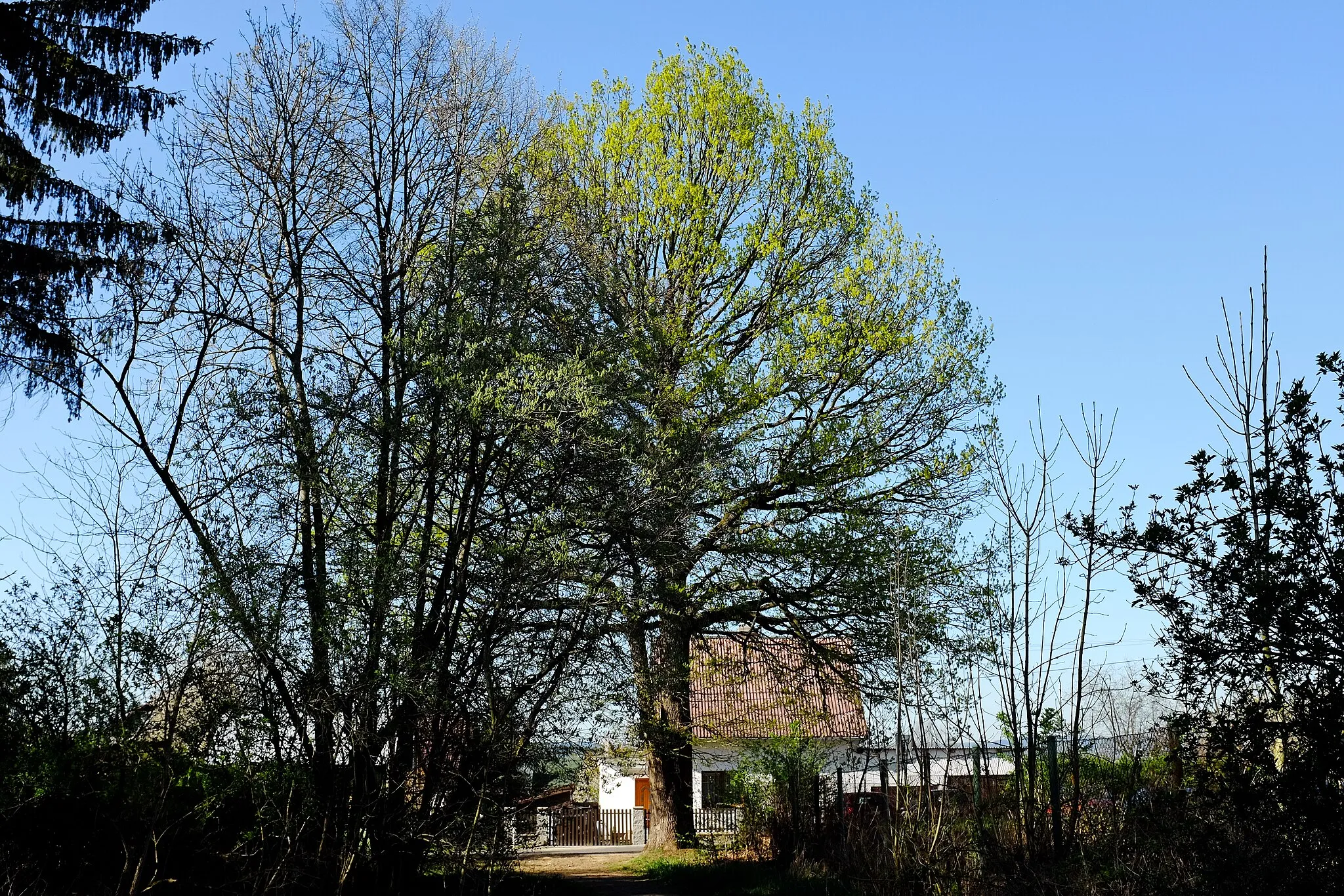 Photo showing: Bukovany, dub v obci, Sokolovská pánev, okres Sokolov