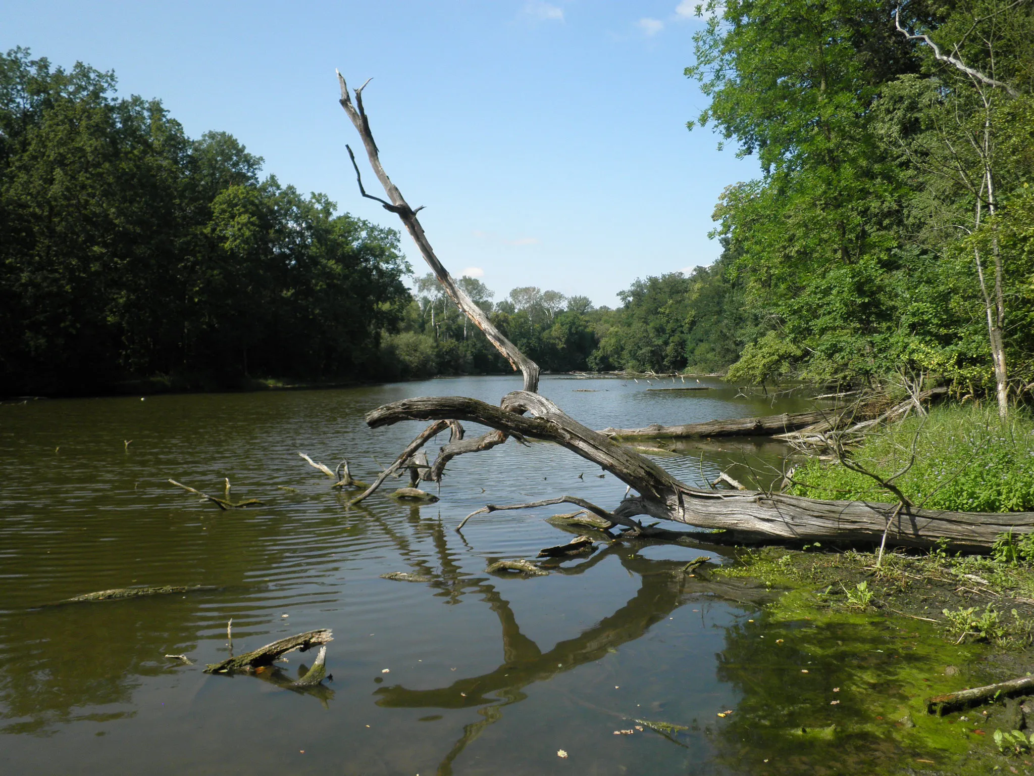 Image of Libiš