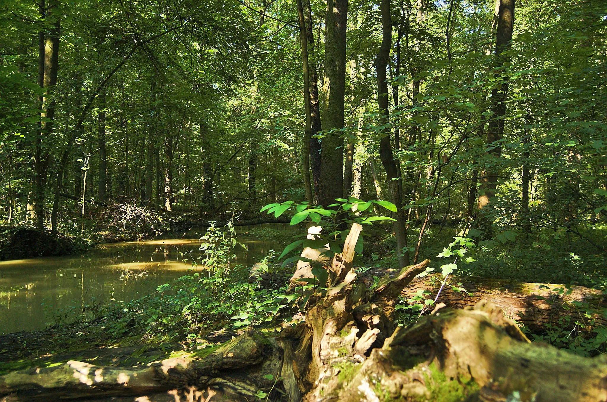 Photo showing: Národní přírodní rezervace Žebračka, okres Přerov