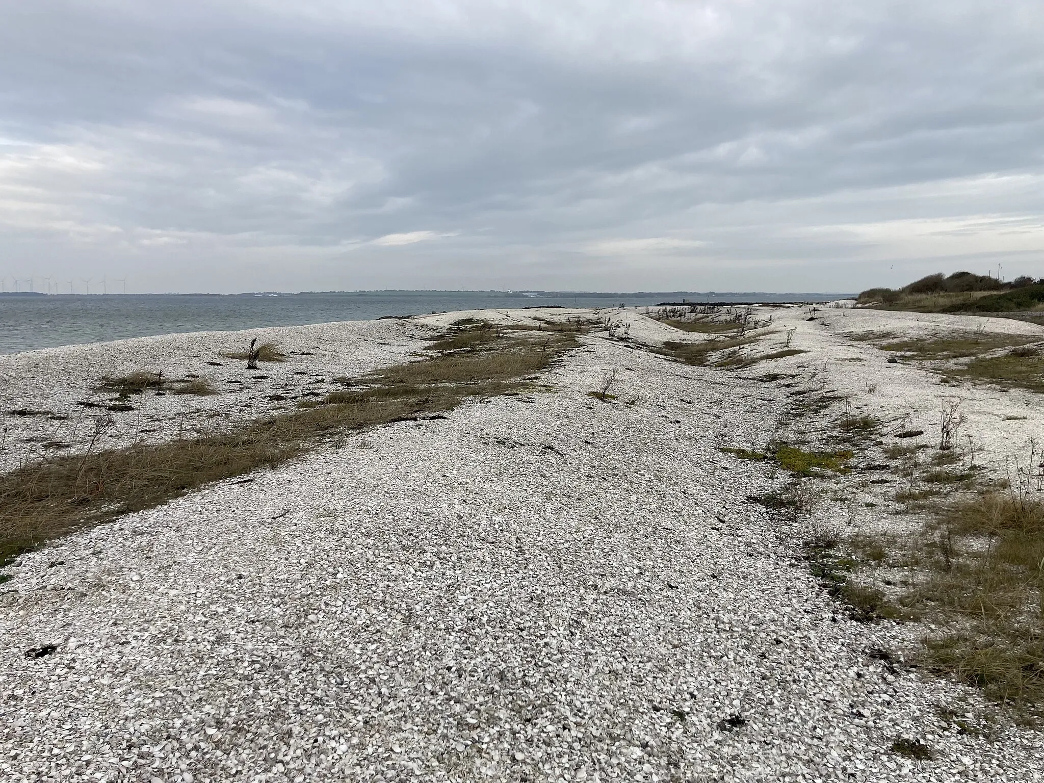 Photo showing: Strandvolde af muslingeskaller ved Løgstør