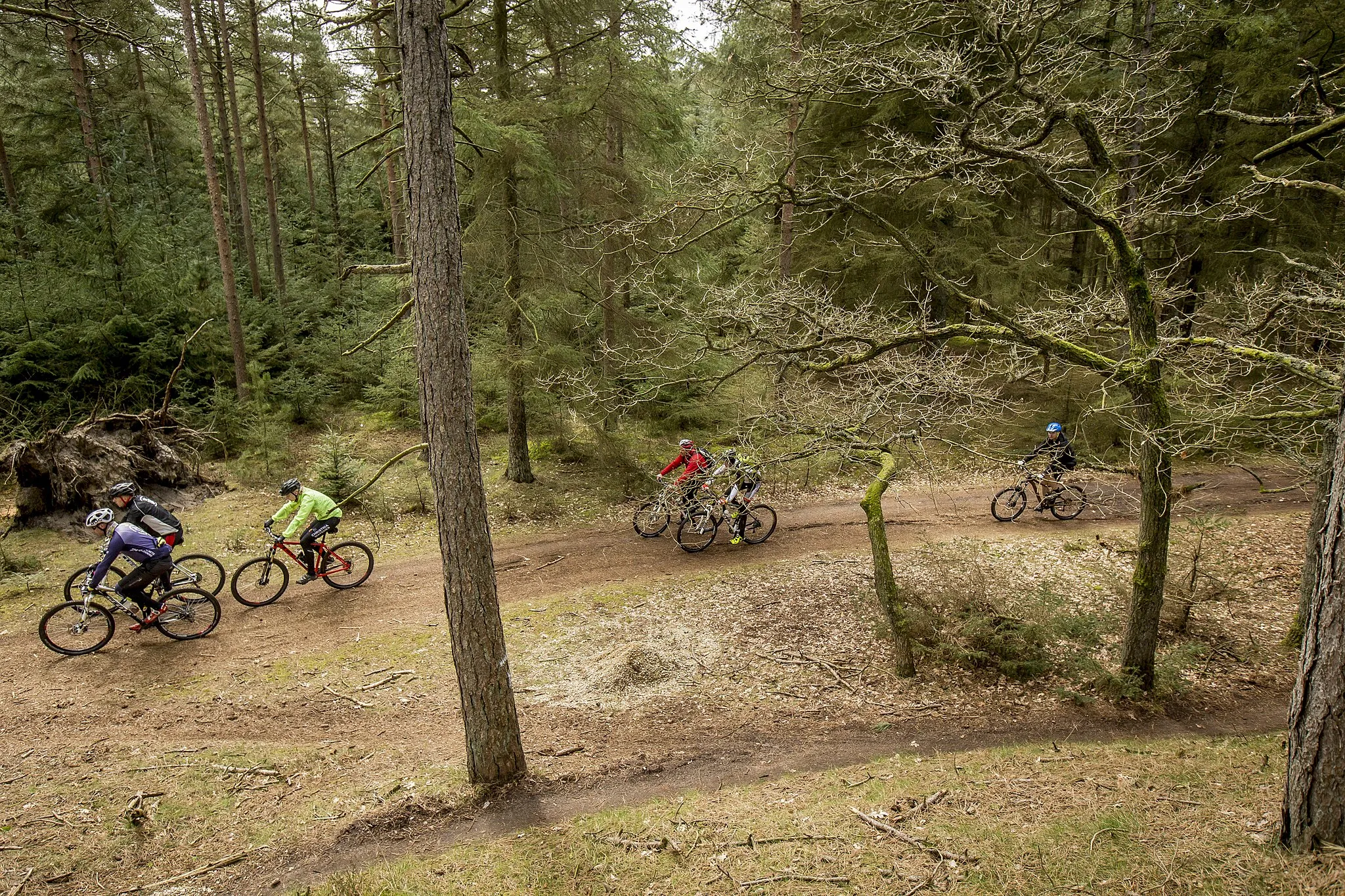 Photo showing: Mountainbikers in a forest in Varde