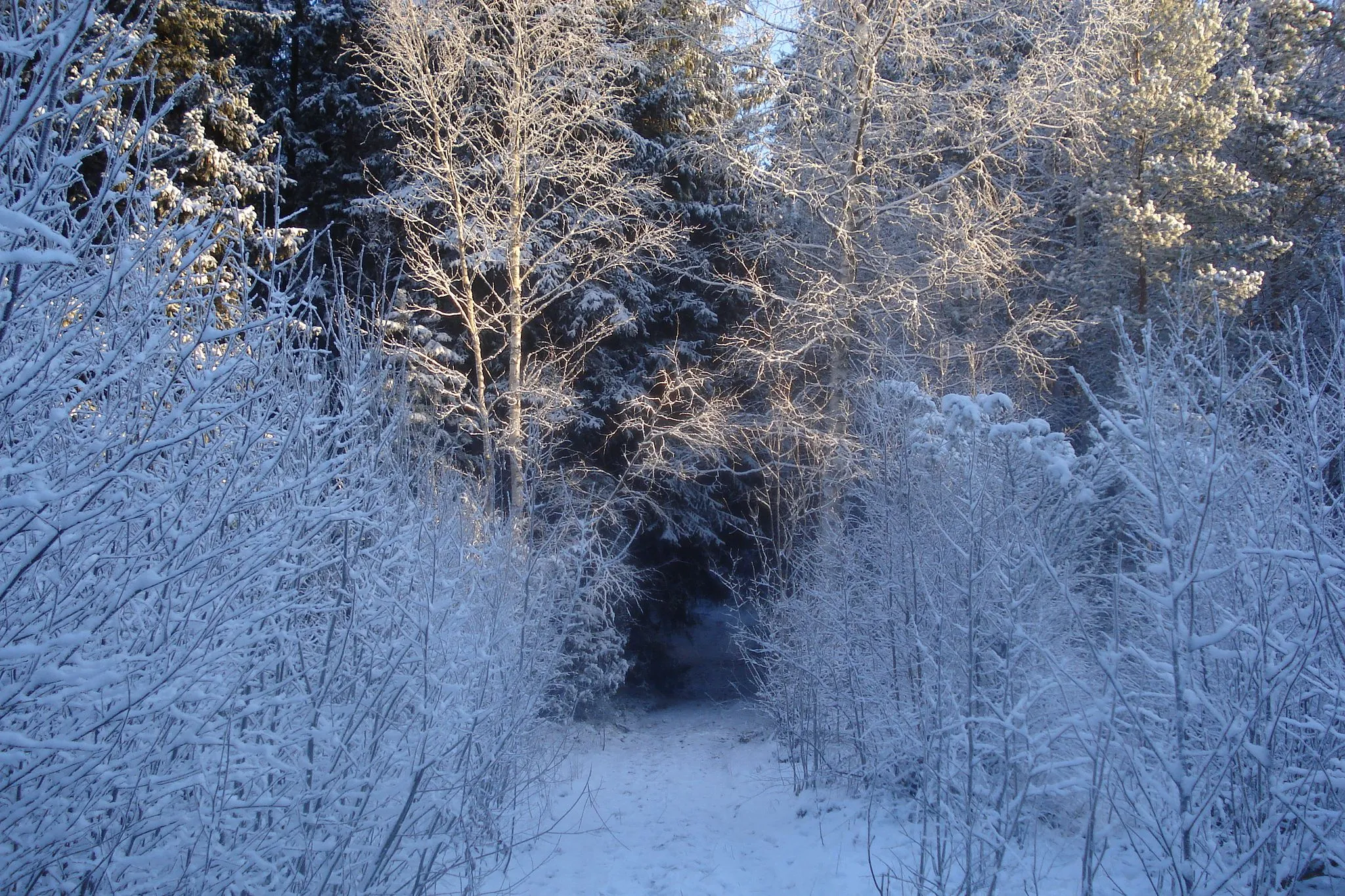 Photo showing: Boreal forest in Mietoinen, Finland