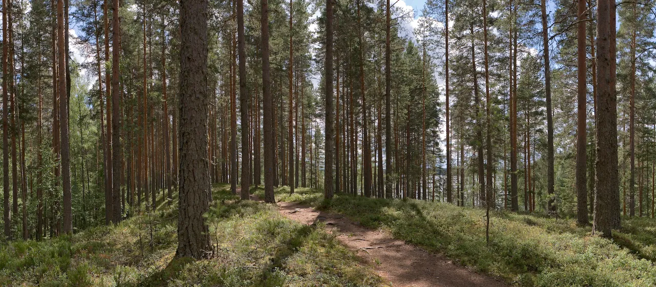Photo showing: Leivonmäki National Park in Finland