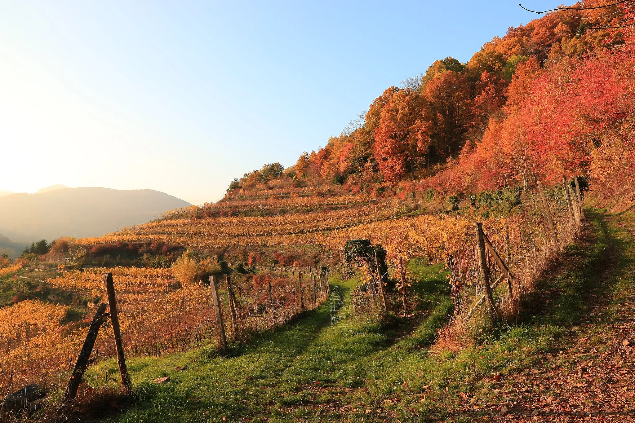 Photo showing: Vignoble de BUHL