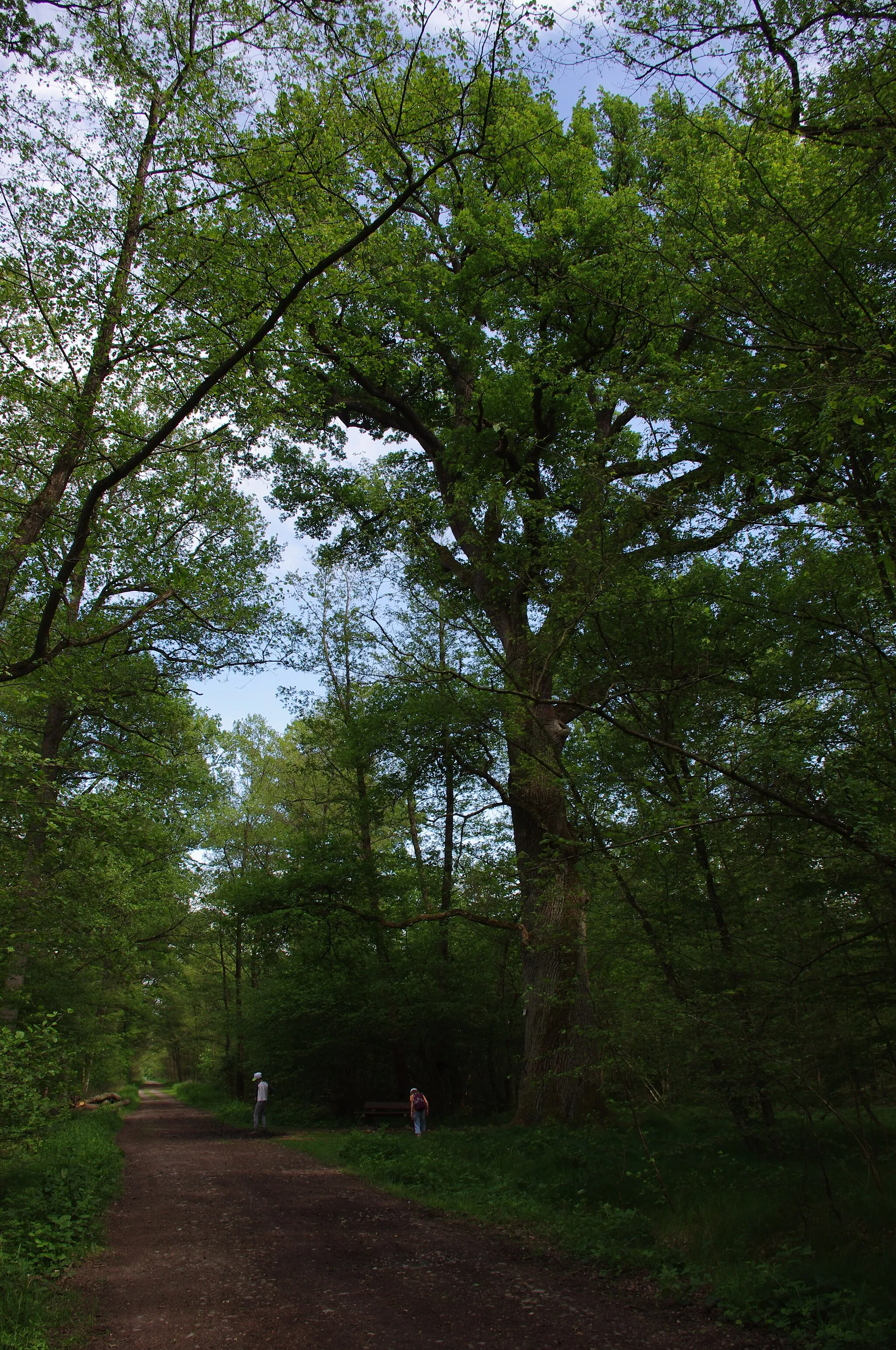 Photo showing: arbre remarquable, haut-rhin, france