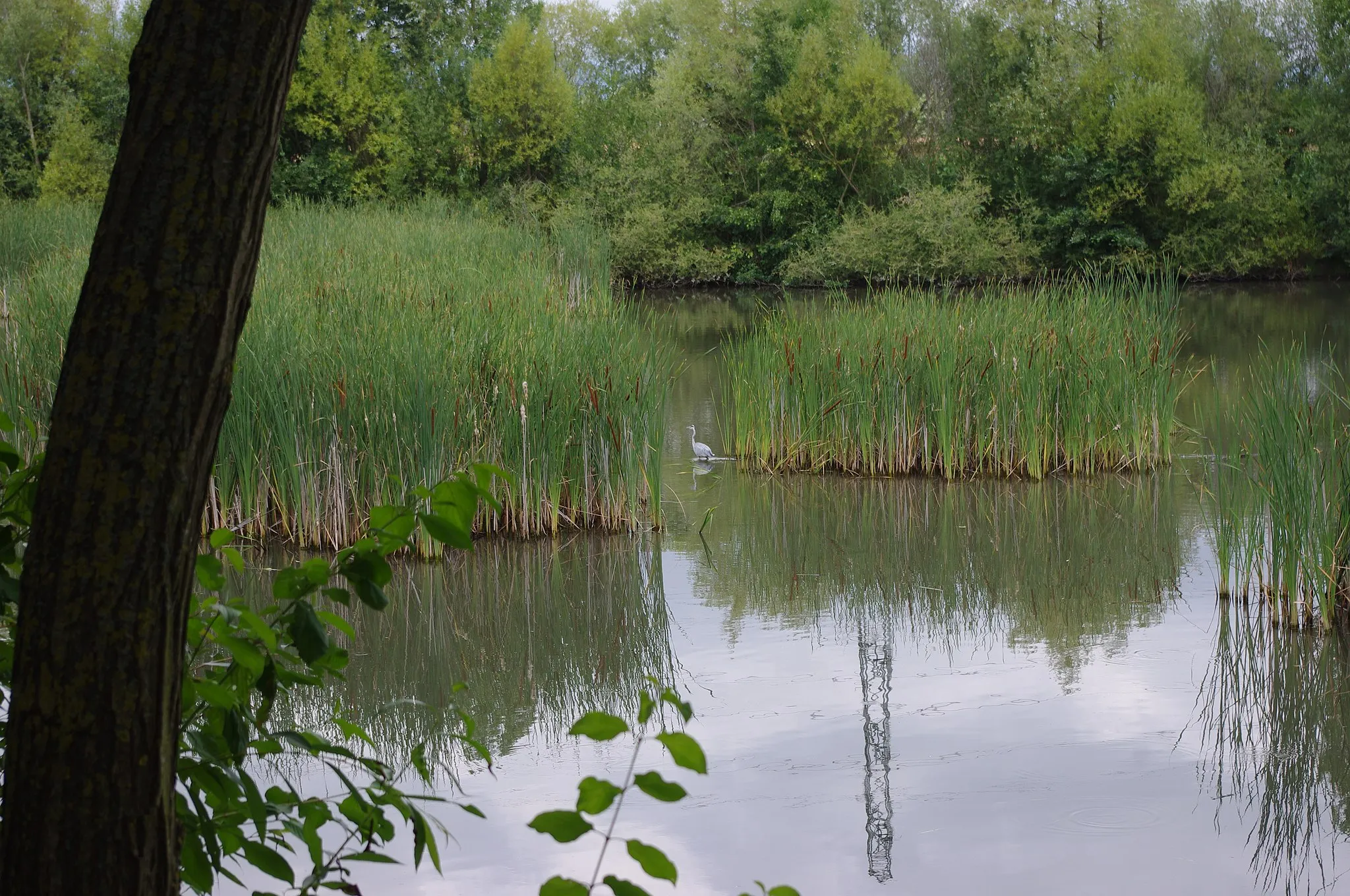 Photo showing: Richwiller, bassin d'orage