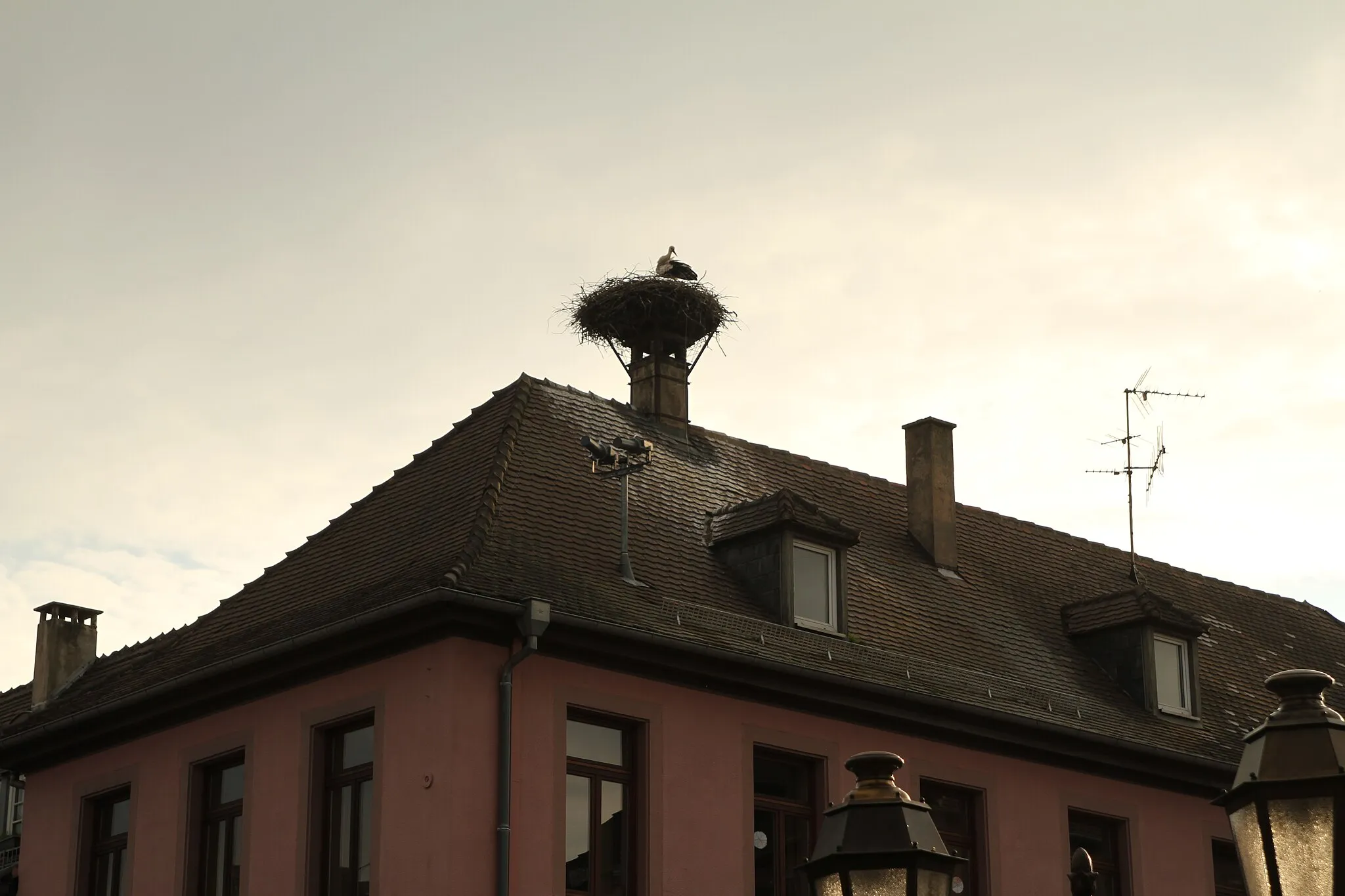 Photo showing: Ein Storchennest auf einem Haus gegenüber der Kirche in Seltz.