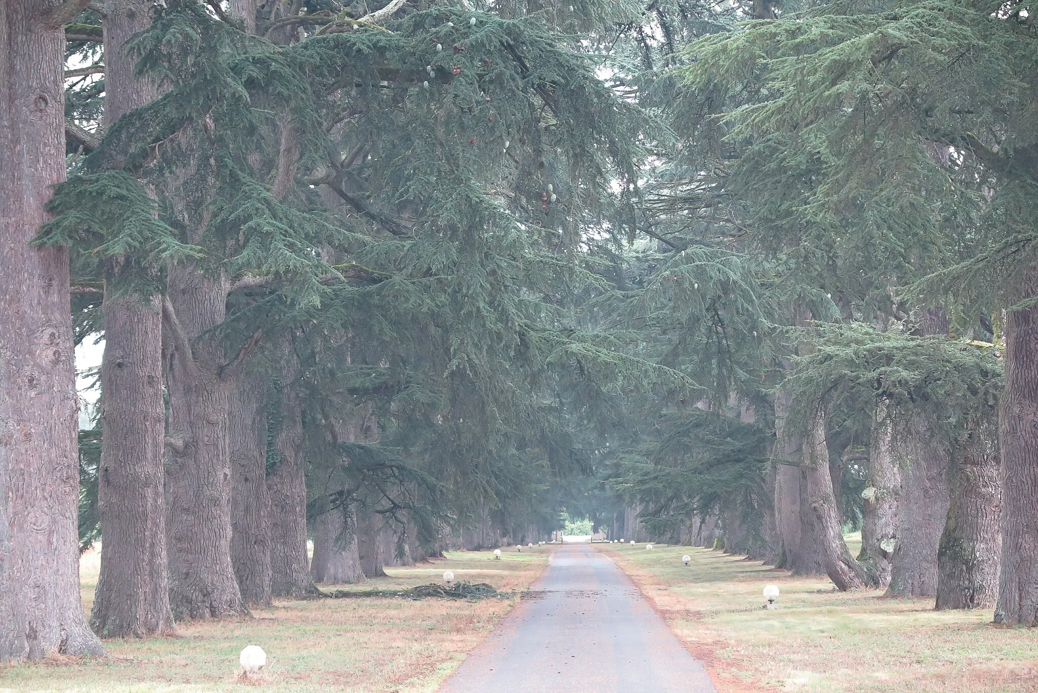 Photo showing: Allée de cèdres (environ 500m) tricentenaires - Boé