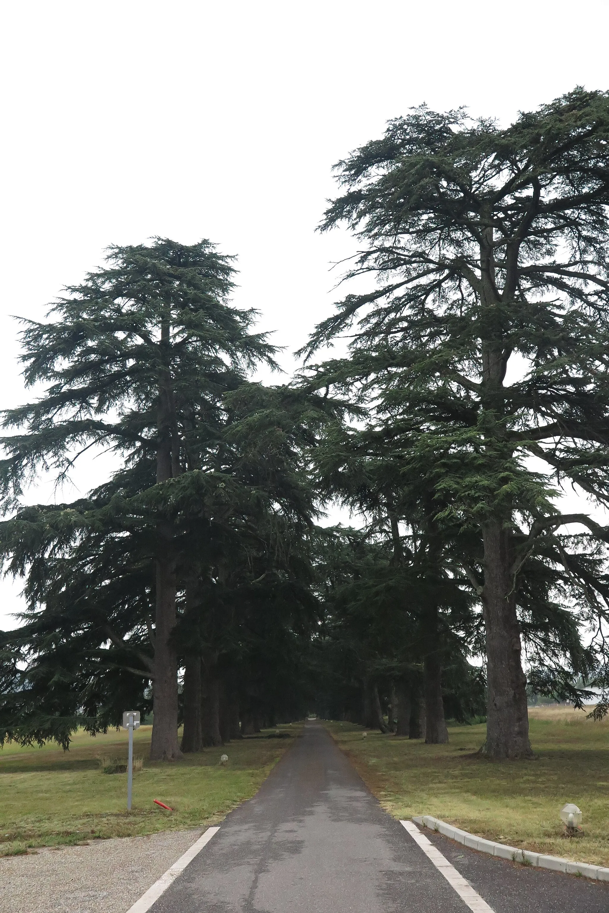 Photo showing: Allée classée de cèdres tricentenaires - Château Saint-Marcel Boé